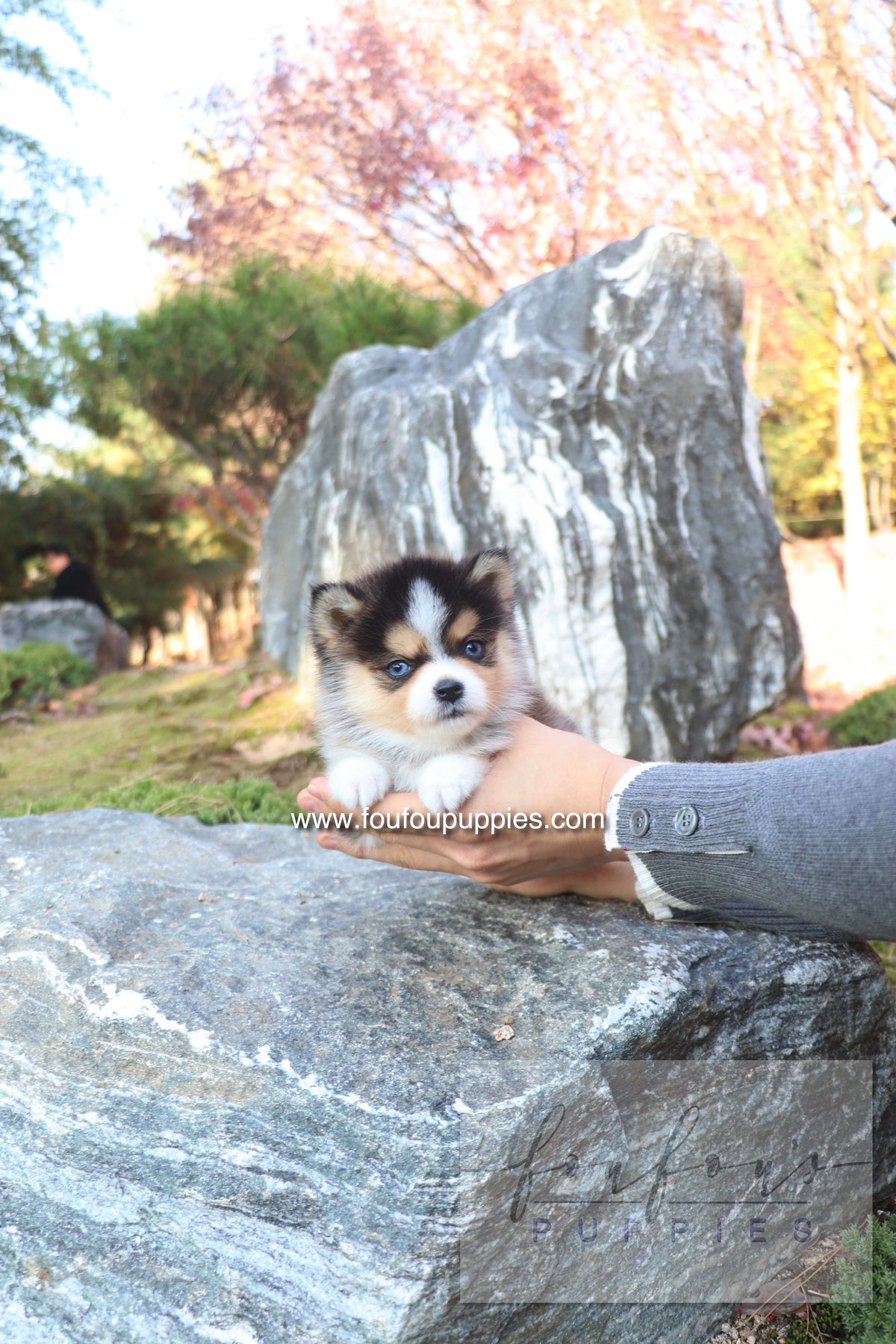 Joy - Pomsky F.
