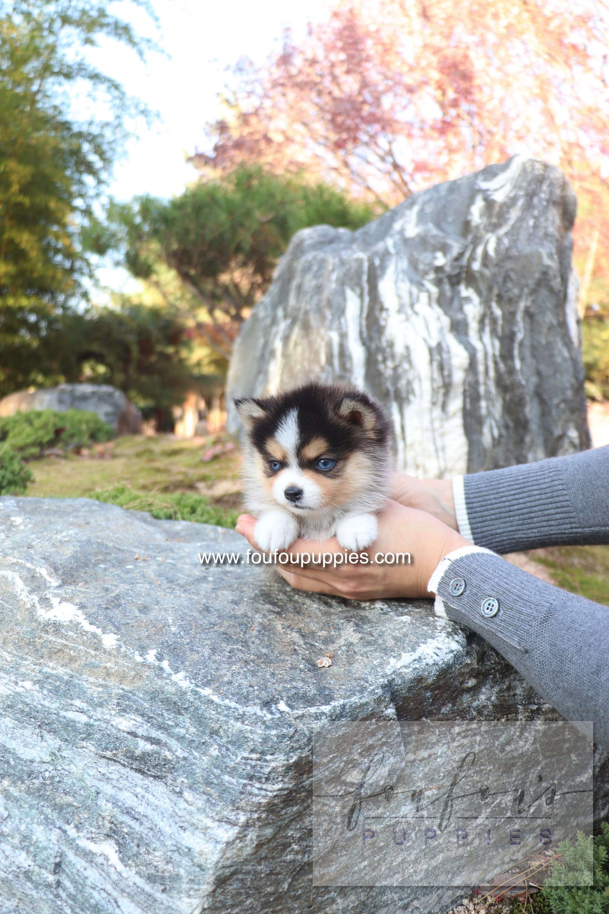 Joy - Pomsky F.