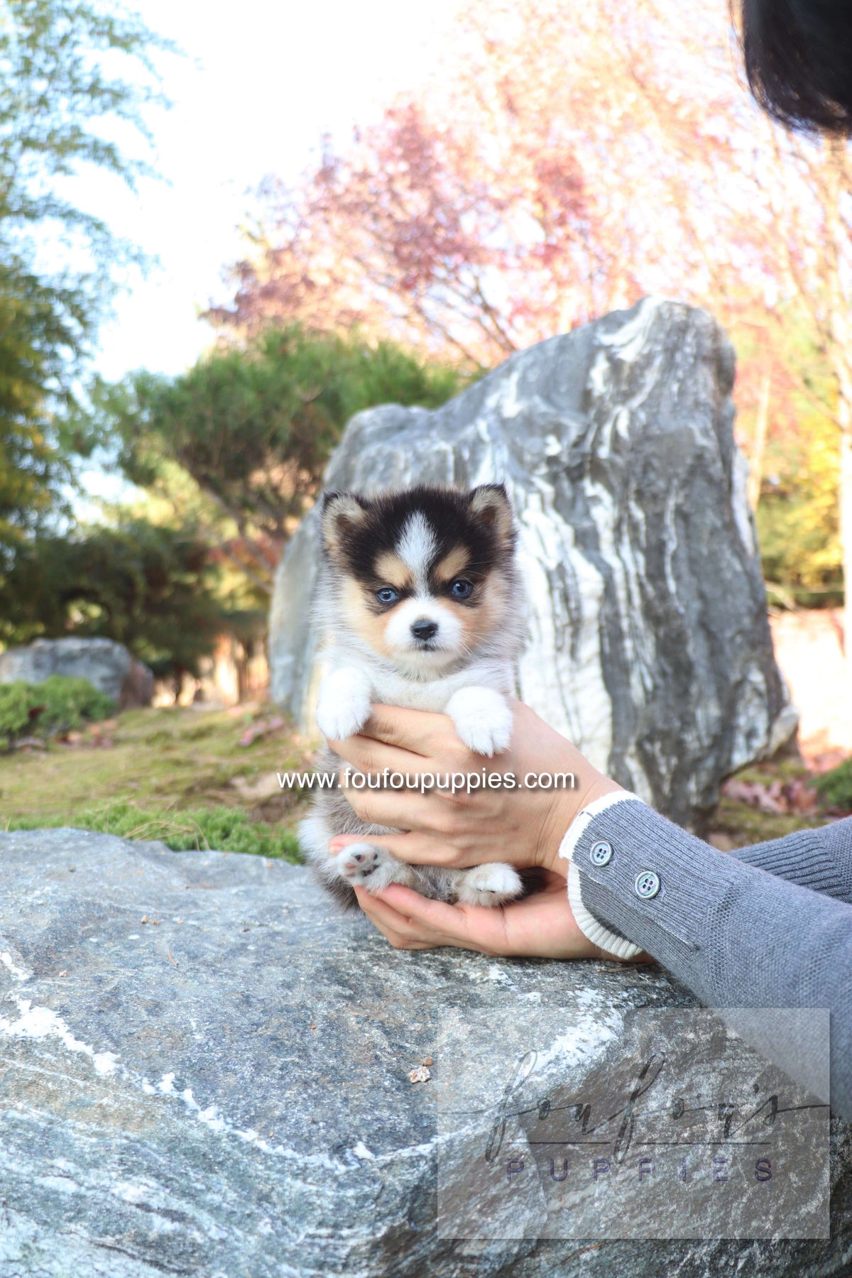 Joy - Pomsky F.