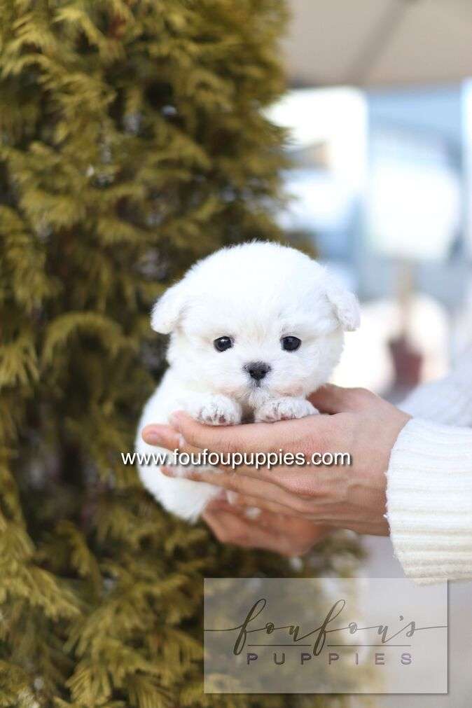 Button - Bichon Frisé M.
