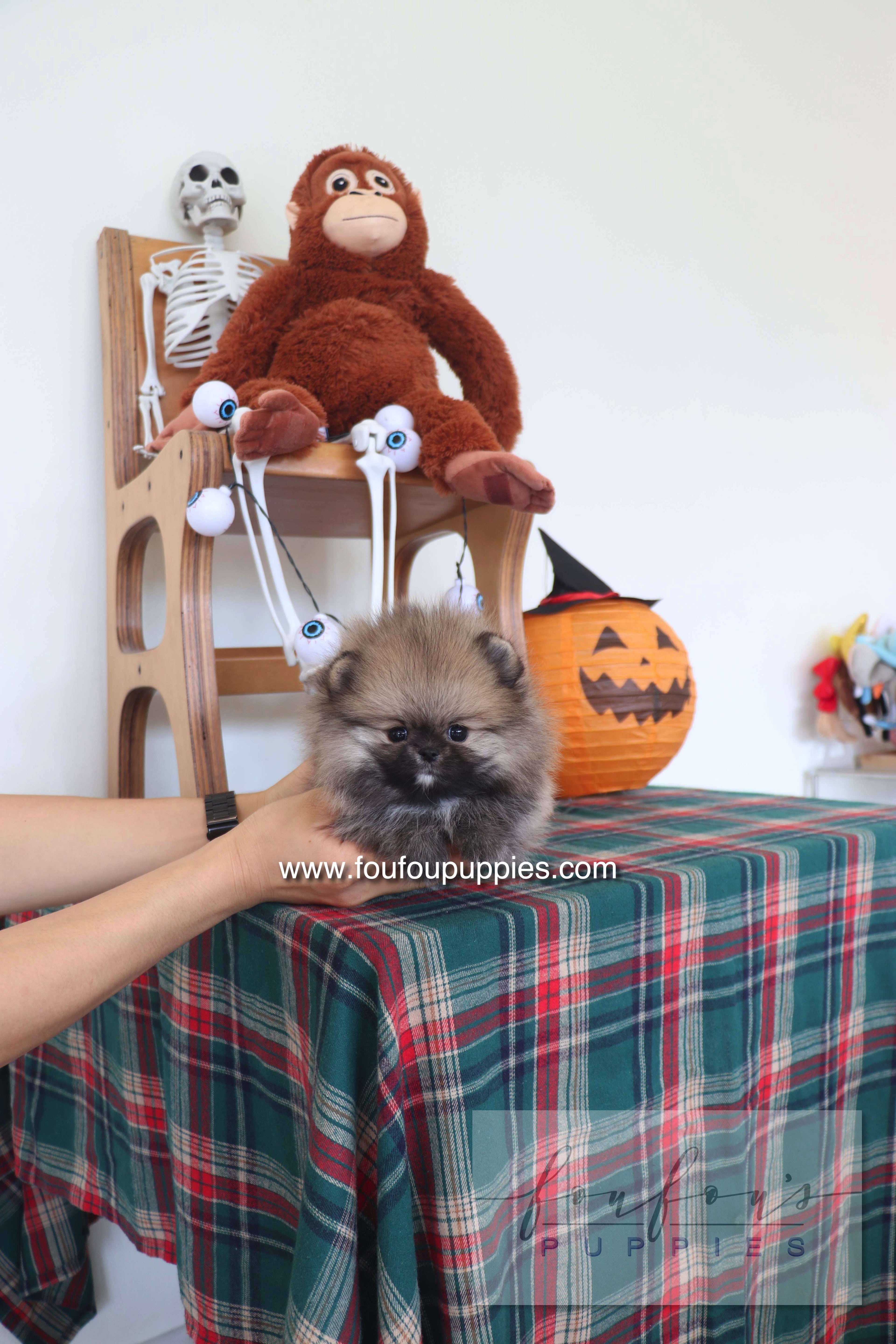 Honey Dior - Pomeranian F.