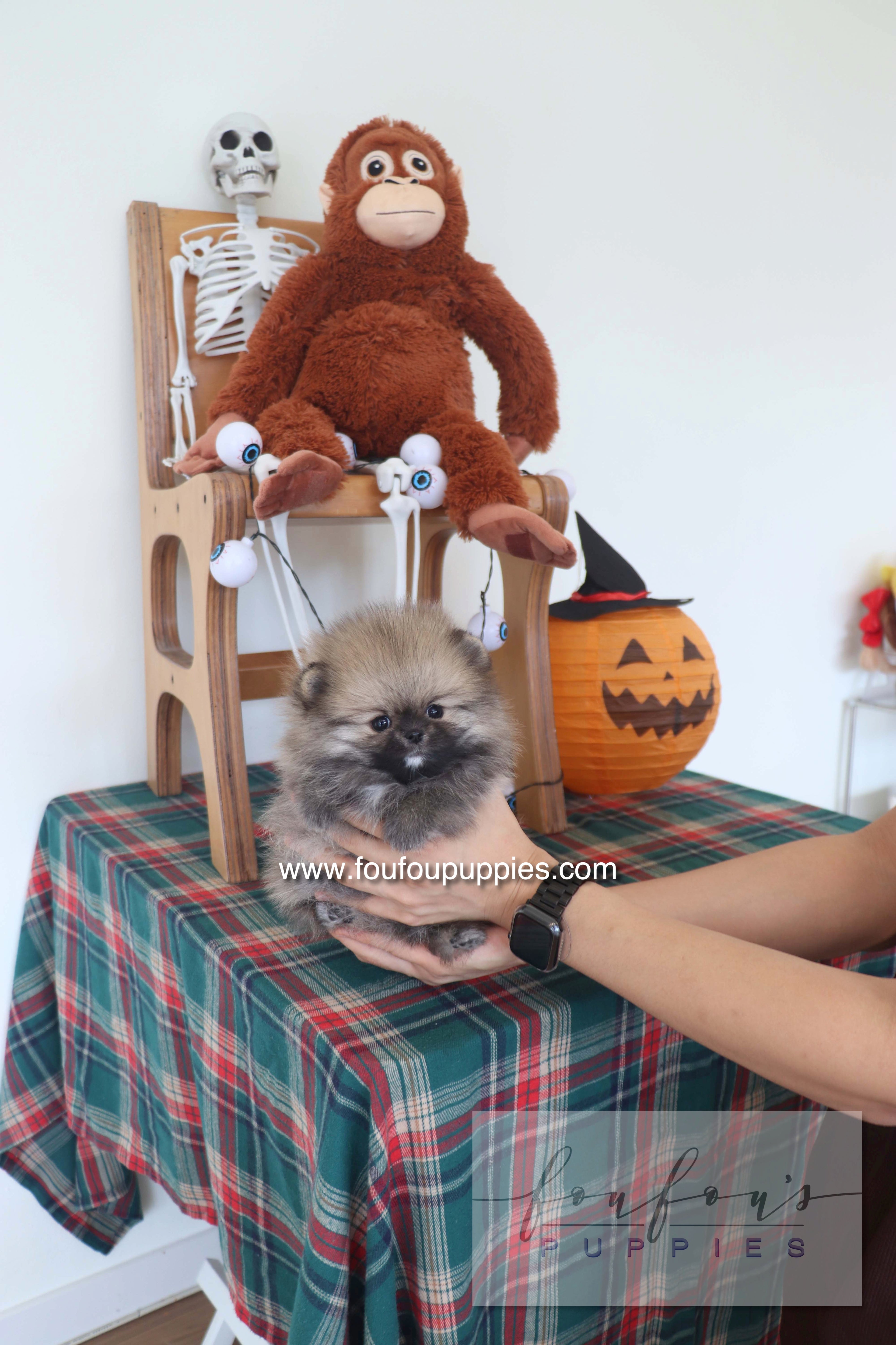 Honey Dior - Pomeranian F.