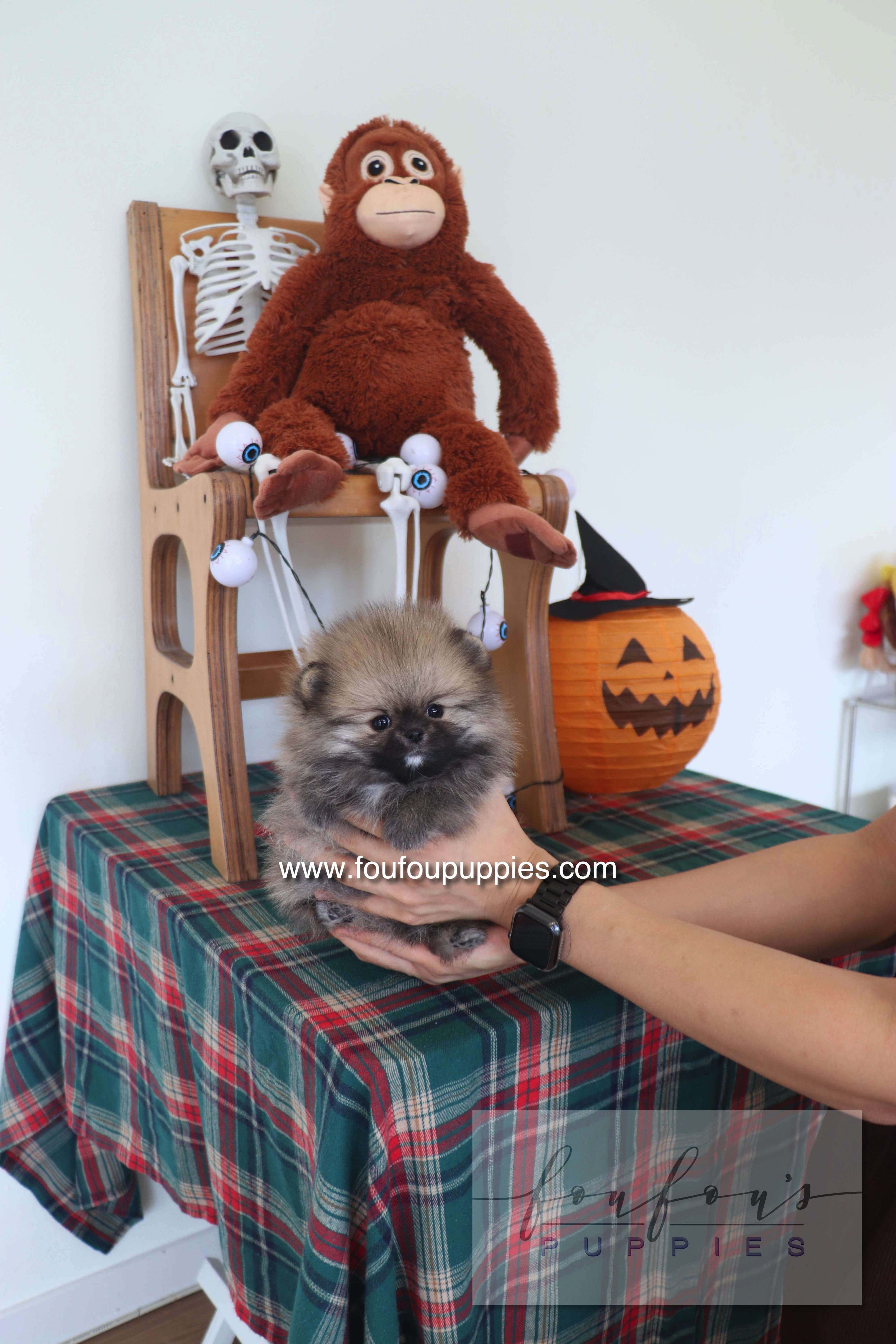 Honey Dior - Pomeranian F.
