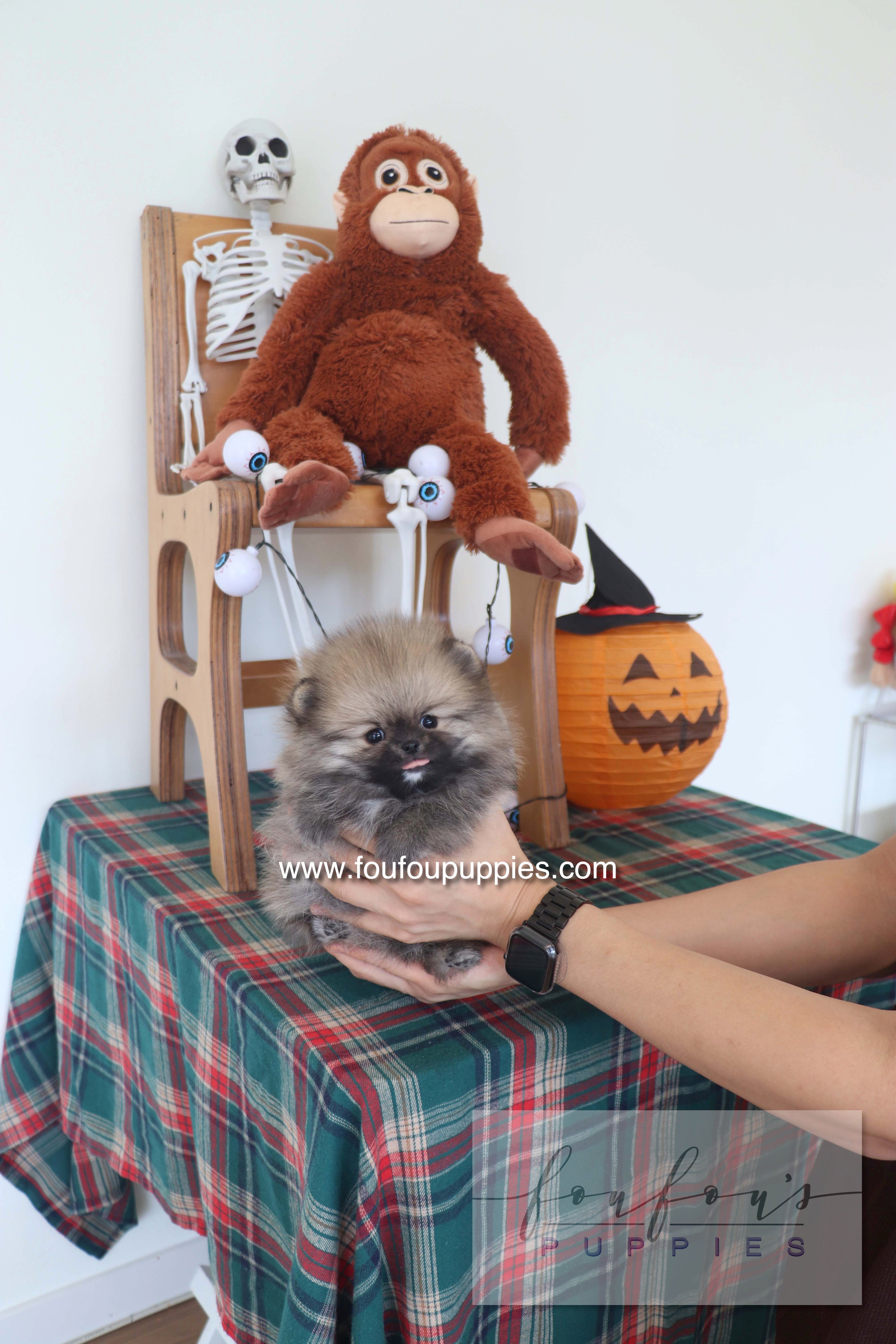 Honey Dior - Pomeranian F.