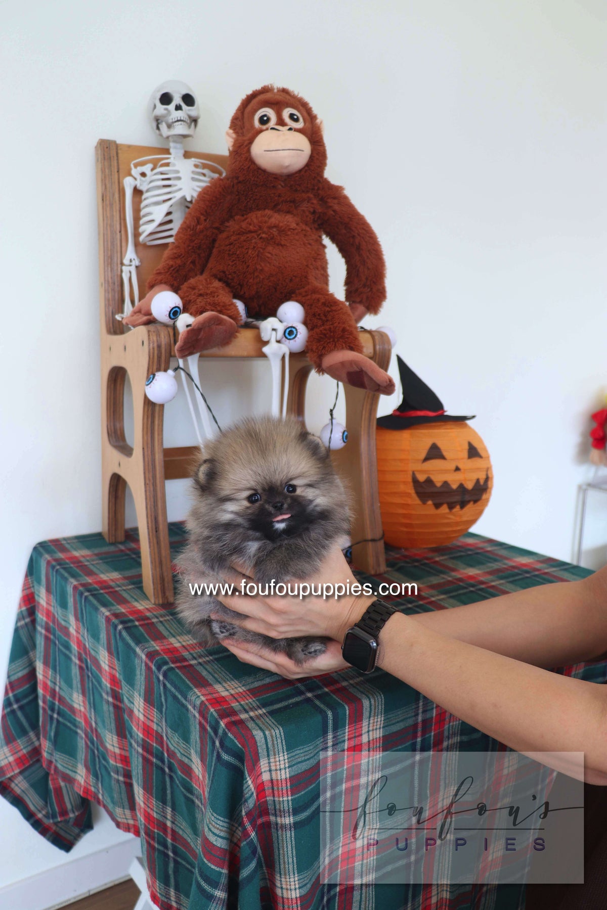 Honey Dior - Pomeranian F.