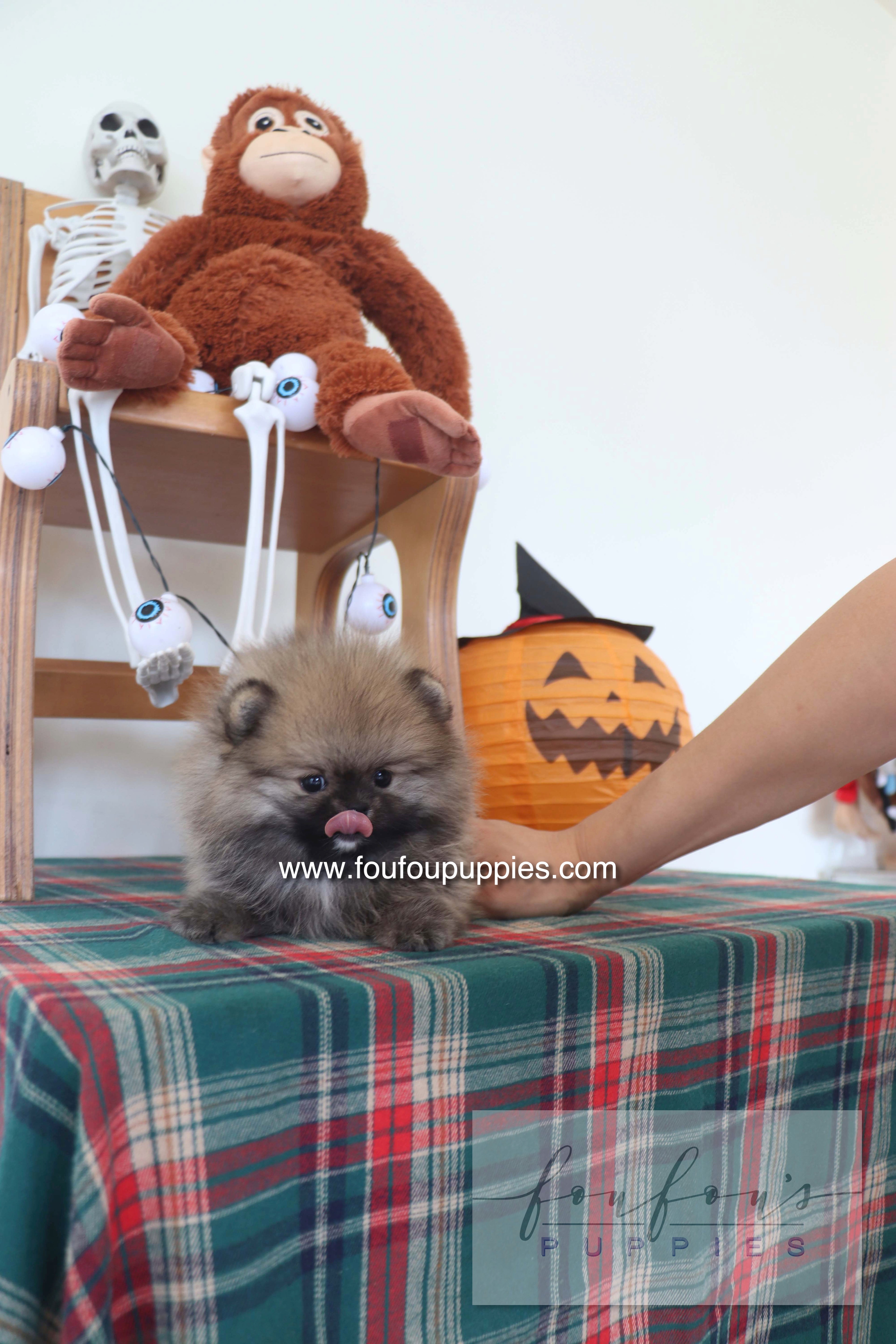 Honey Dior - Pomeranian F.