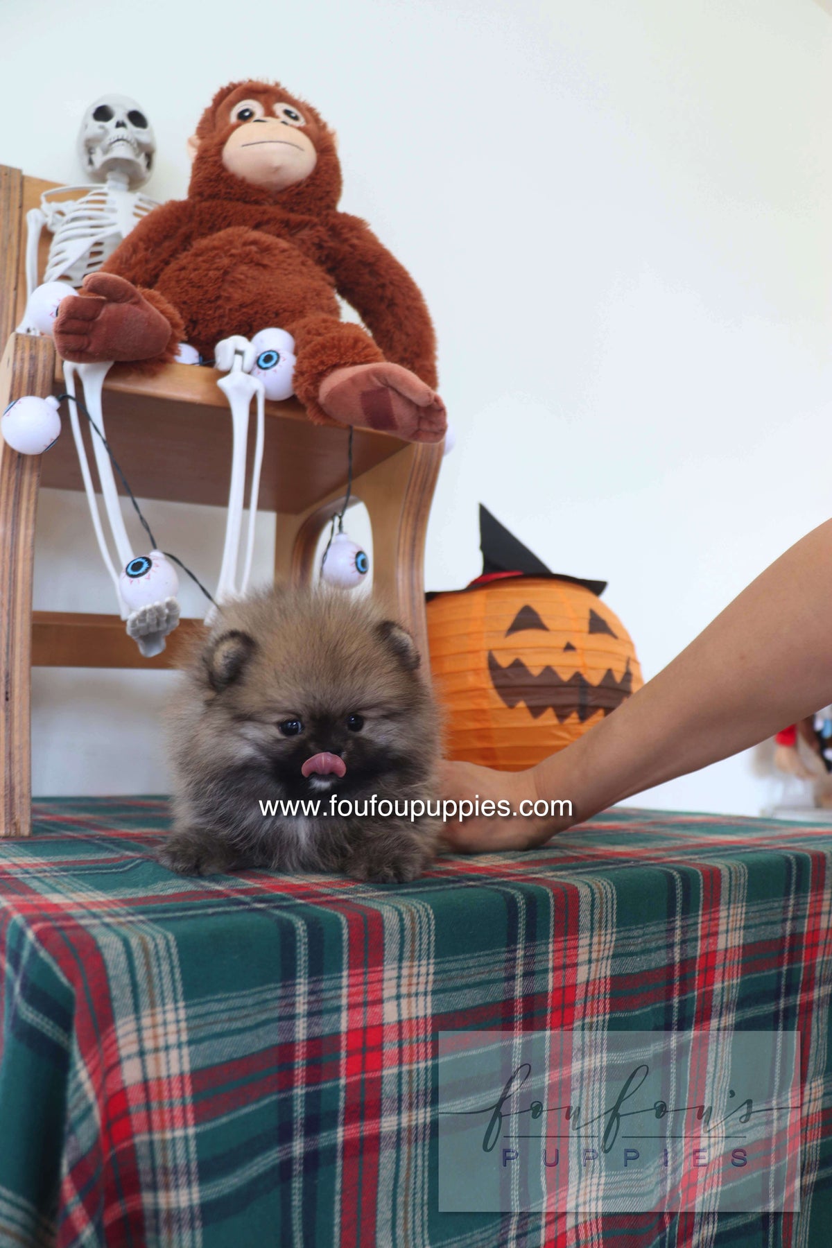 Honey Dior - Pomeranian F.