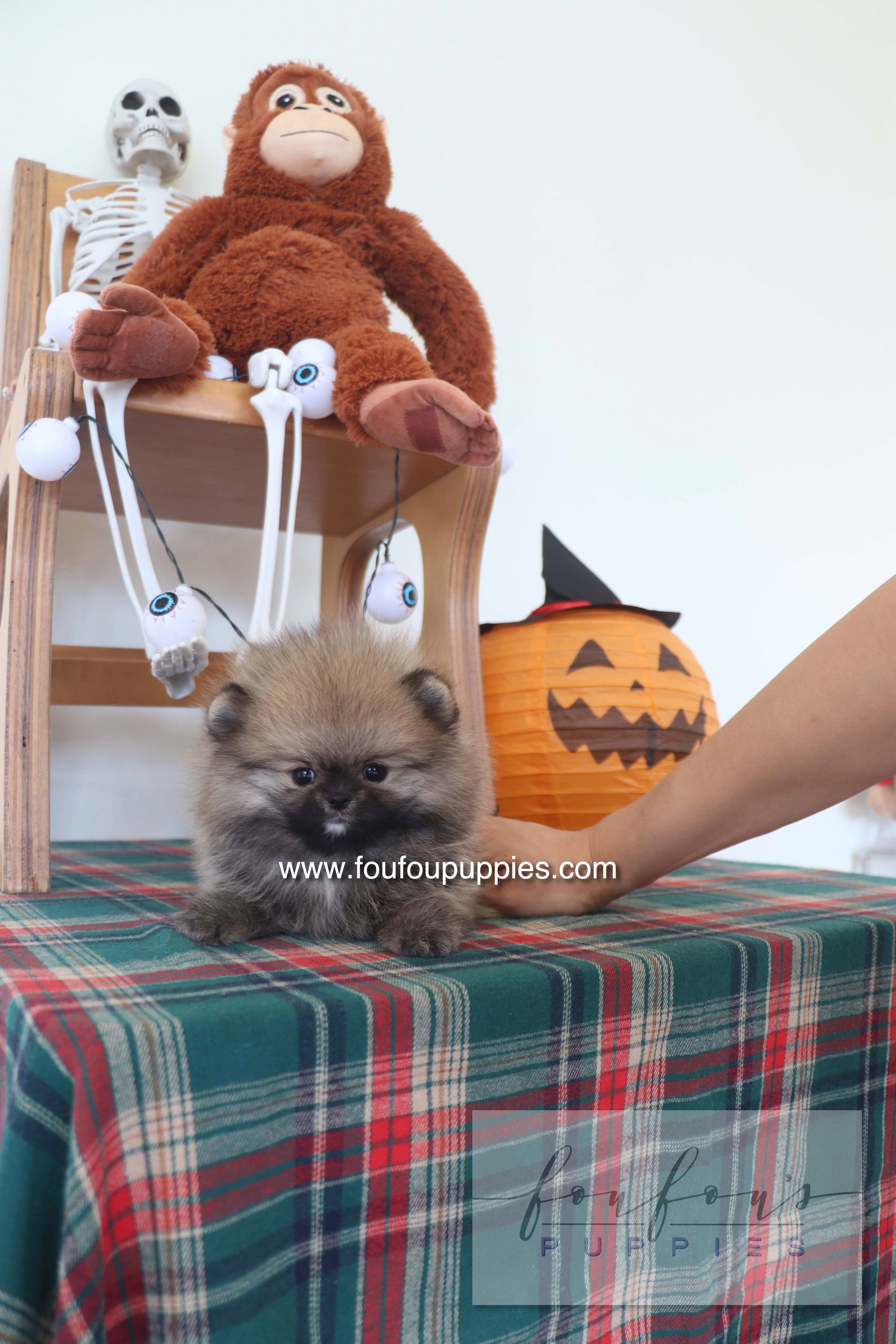 Honey Dior - Pomeranian F.