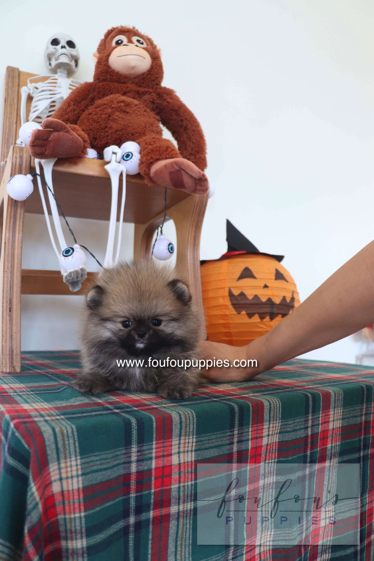 Honey Dior - Pomeranian F.