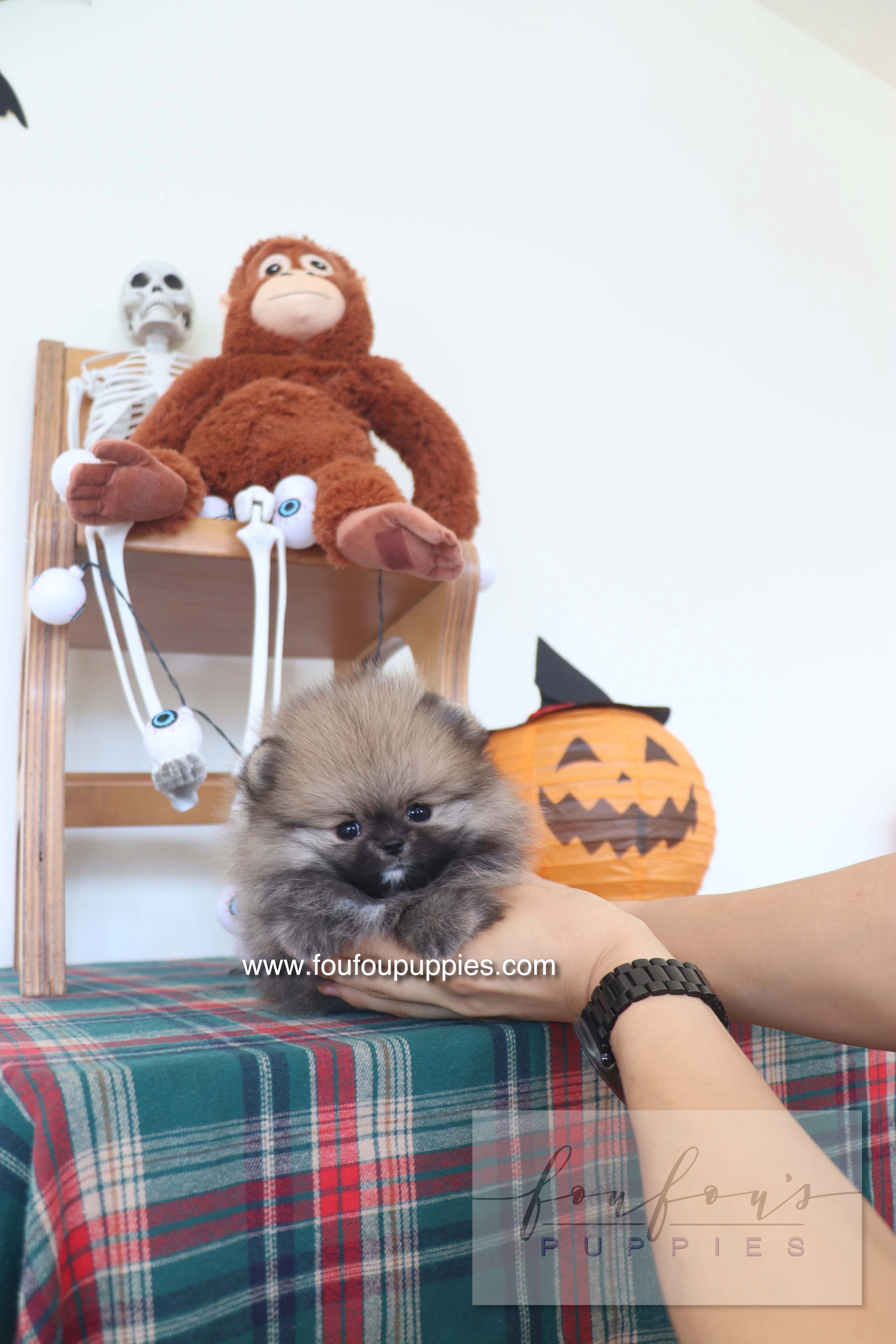 Honey Dior - Pomeranian F.