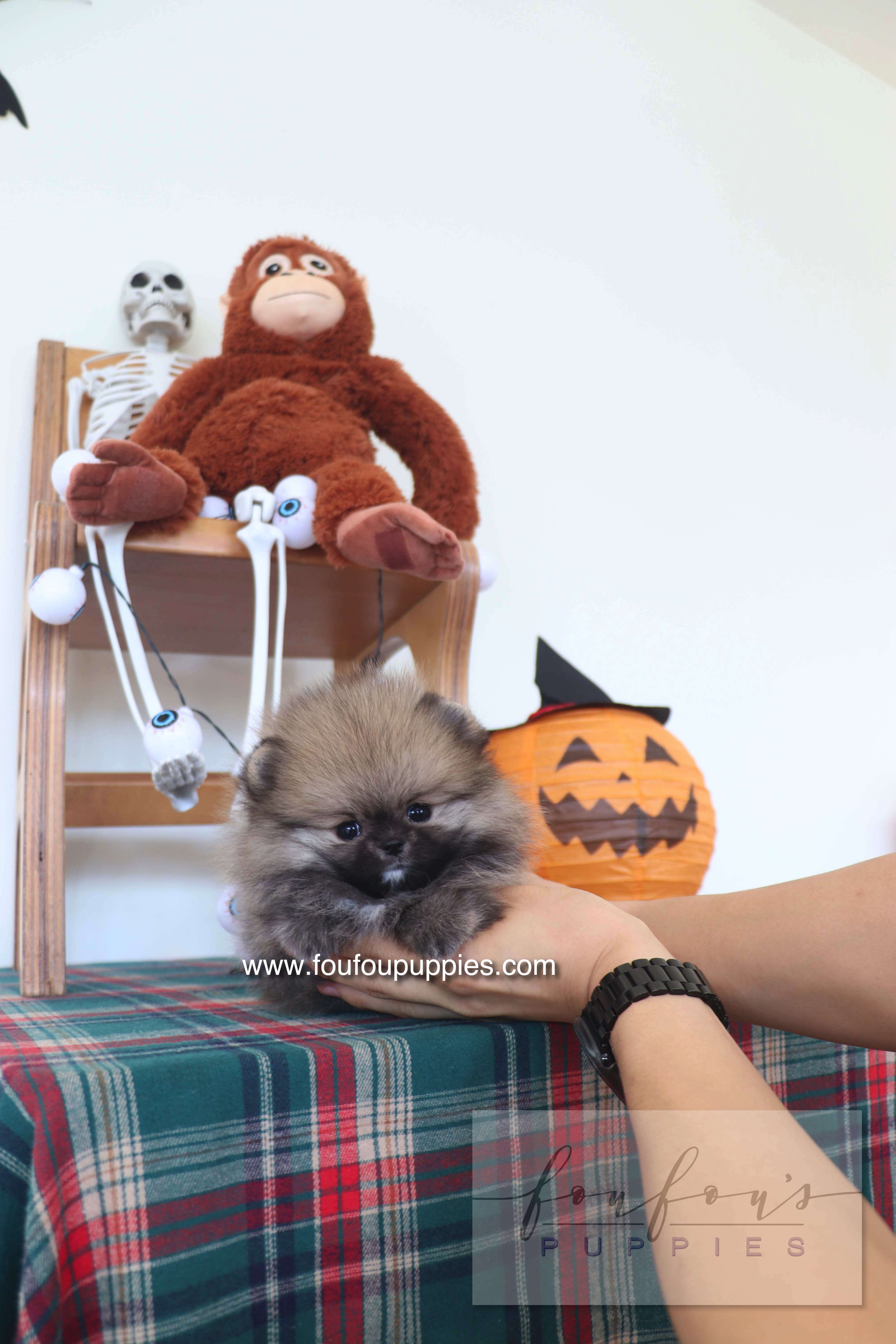 Honey Dior - Pomeranian F.