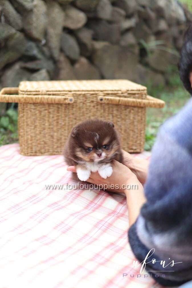 Cake - Pomeranian M.