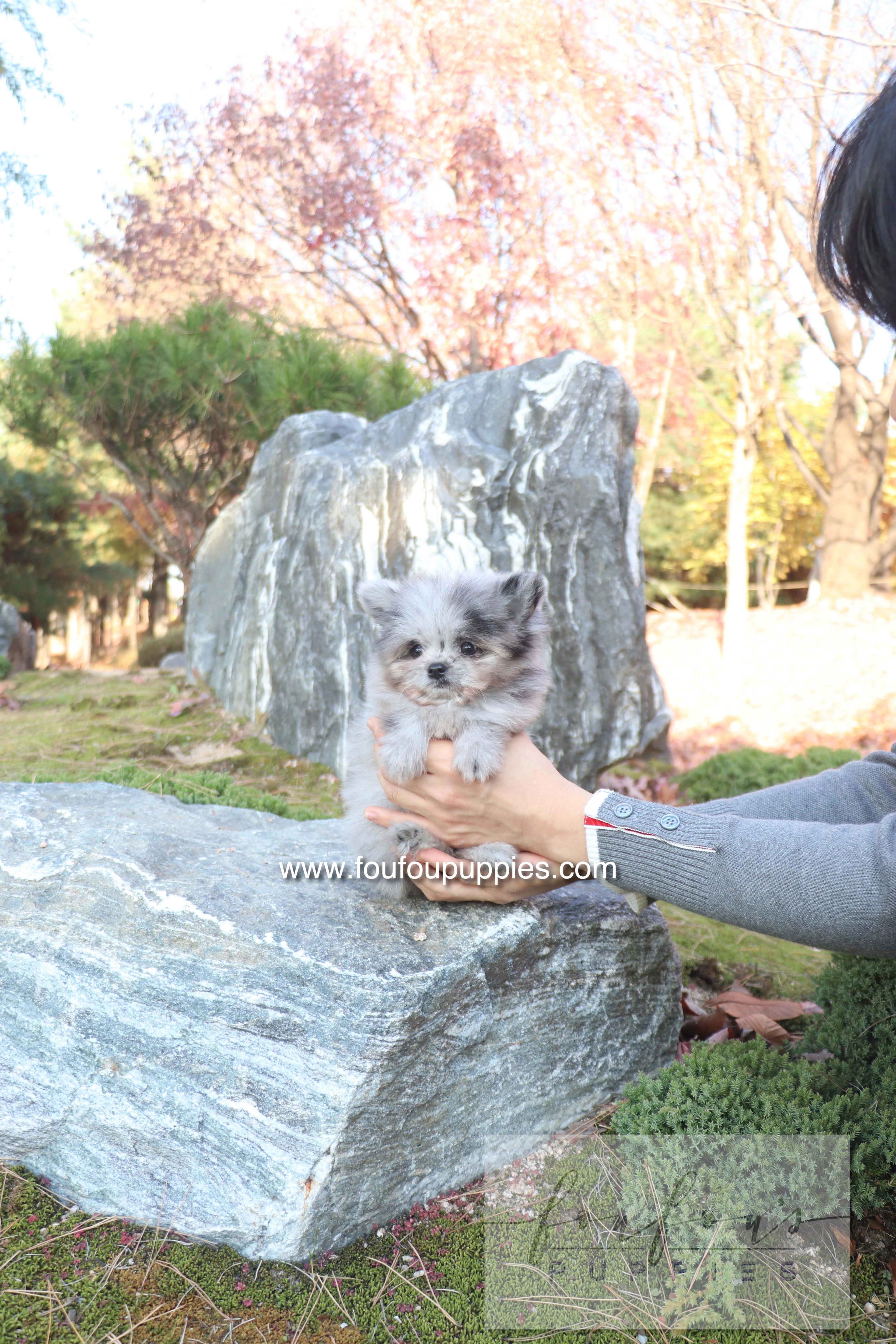 Céline - Maltipom F.