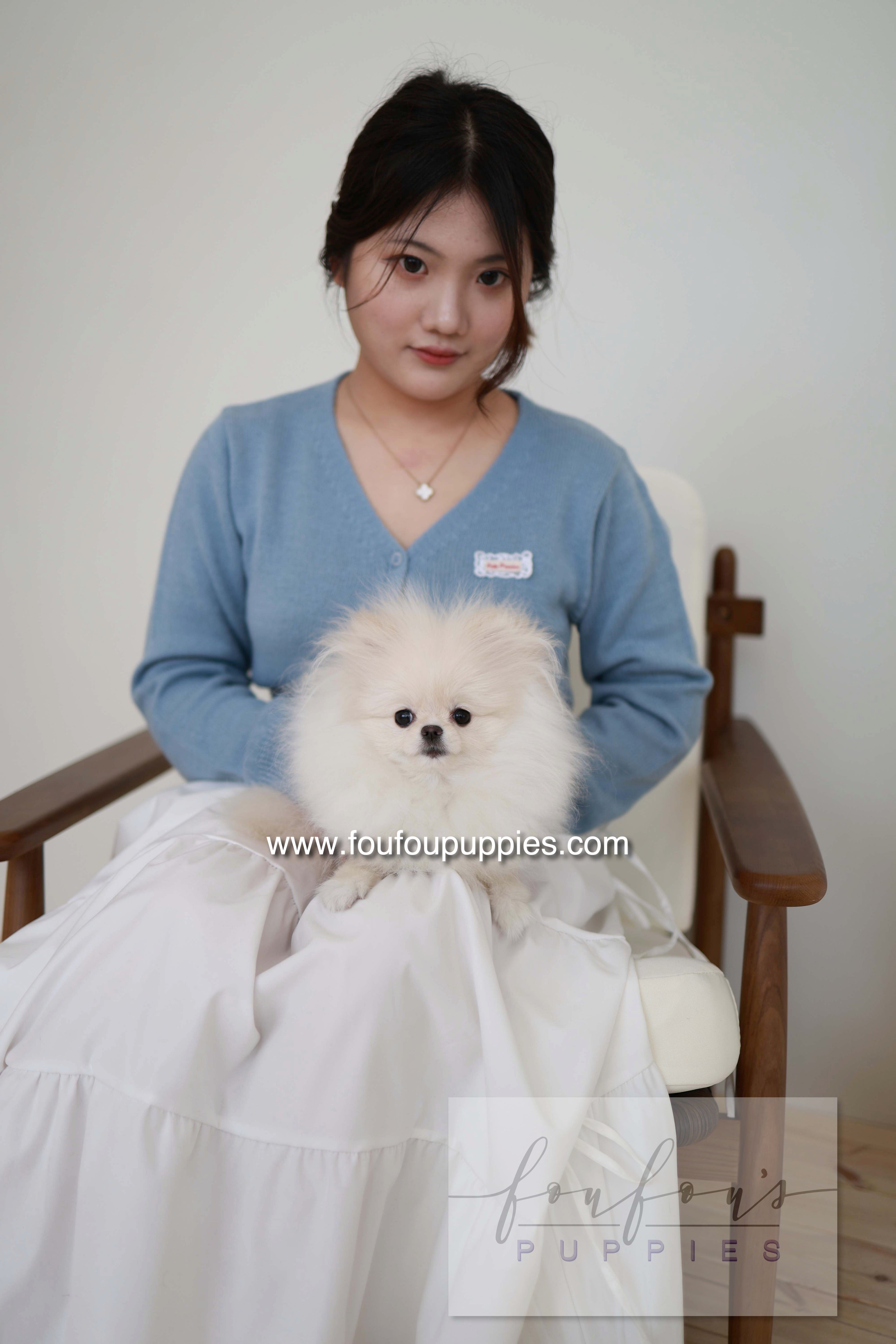 Sweetie - Pomeranian F.