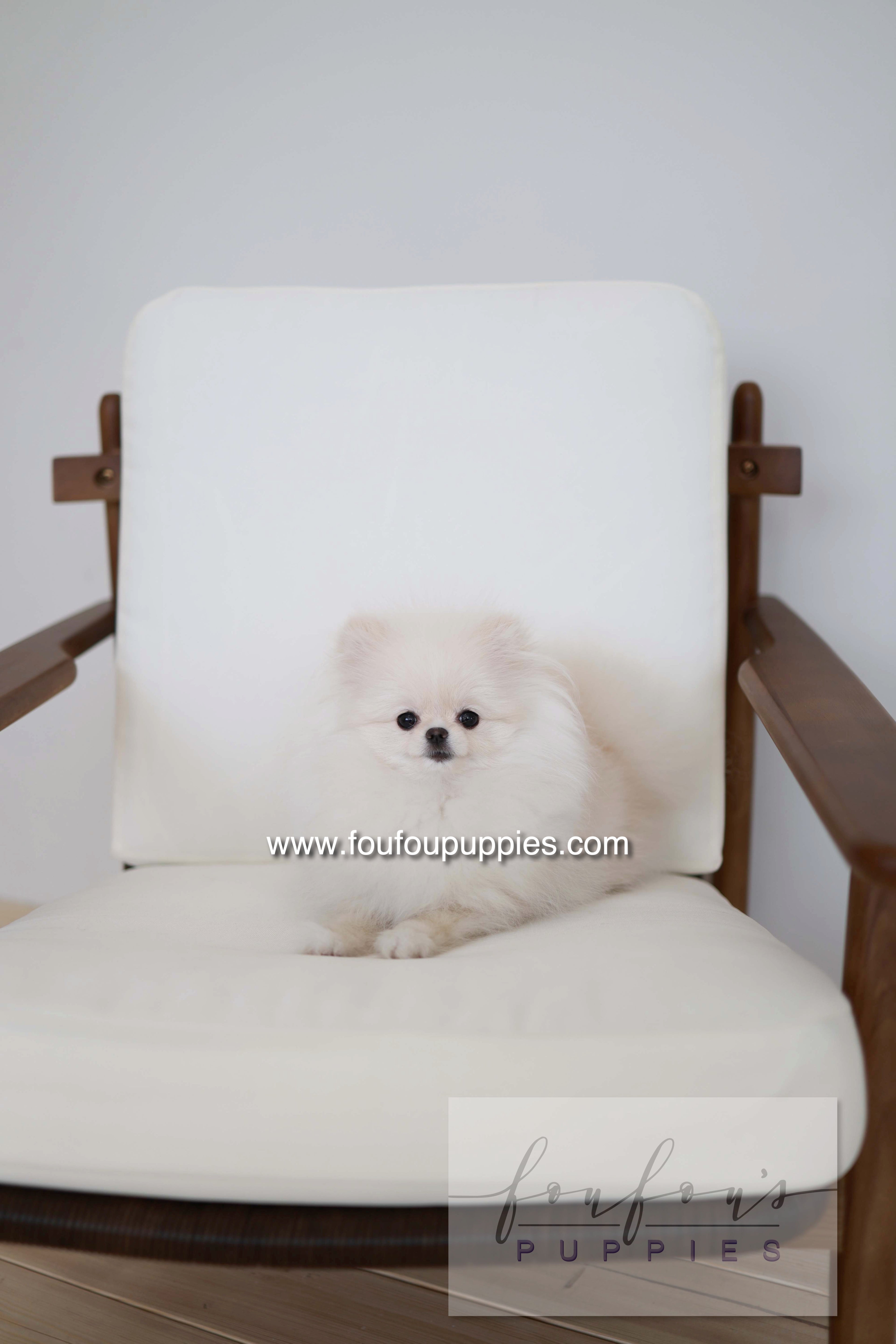 Sweetie - Pomeranian F.