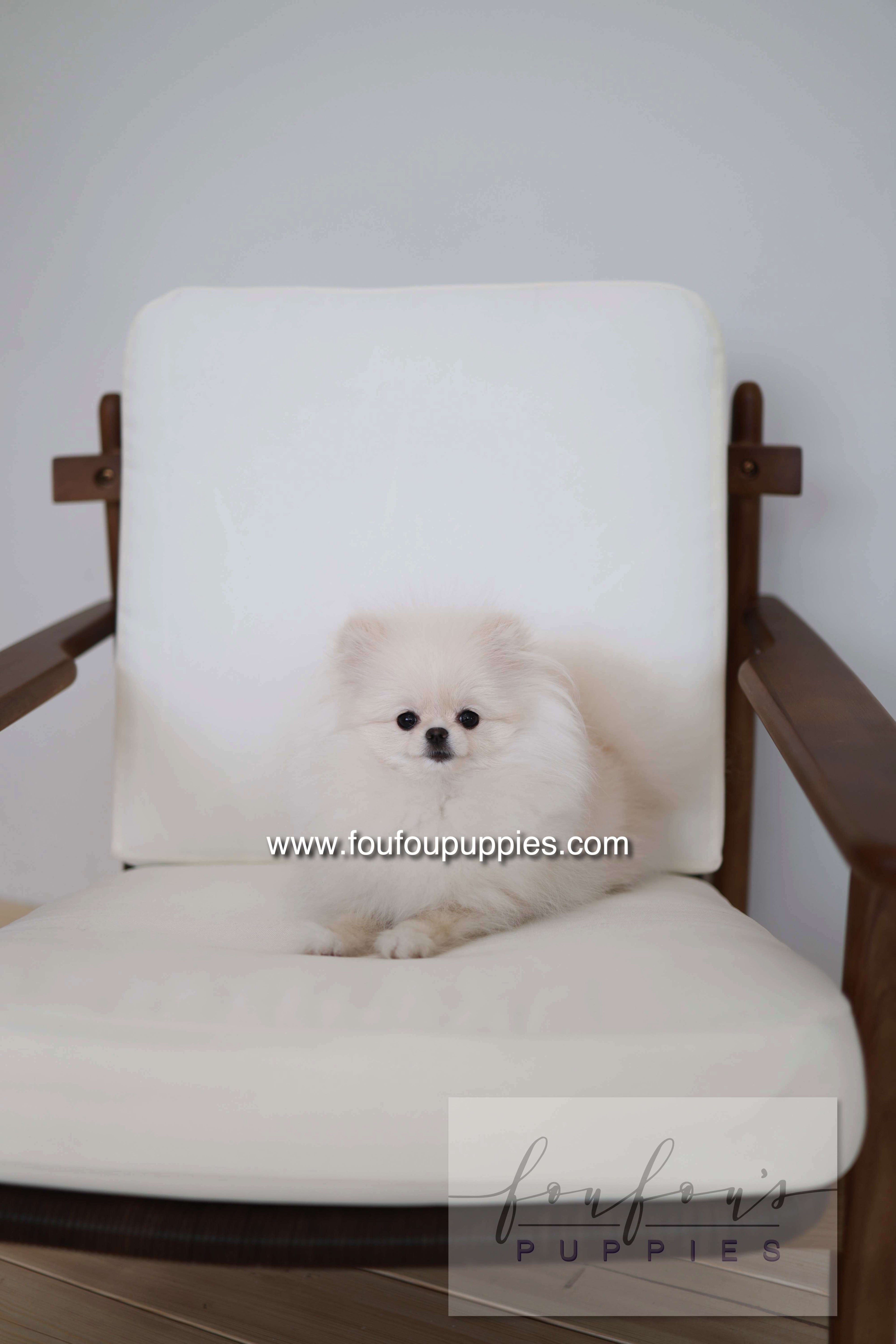Sweetie - Pomeranian F.
