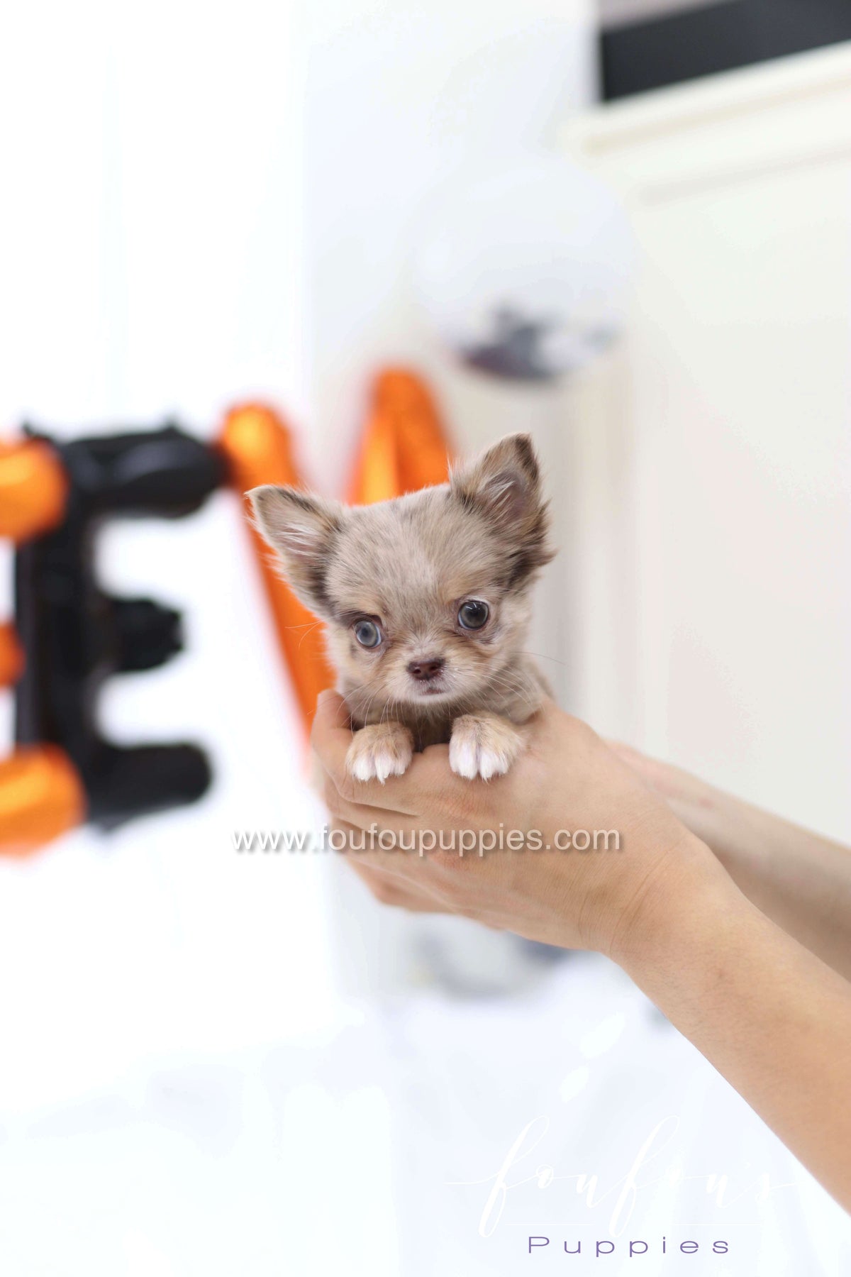 Wednesday - Chihuahua F.
