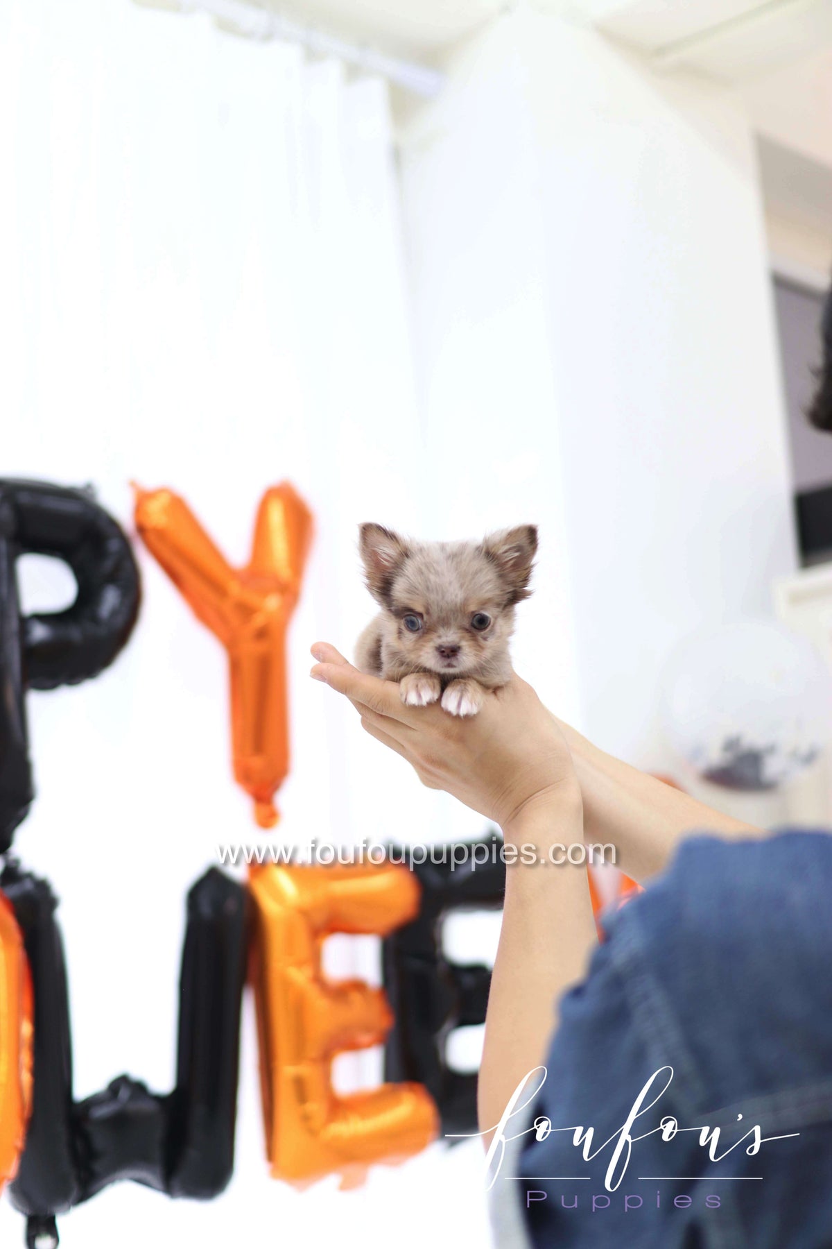 Wednesday - Chihuahua F.