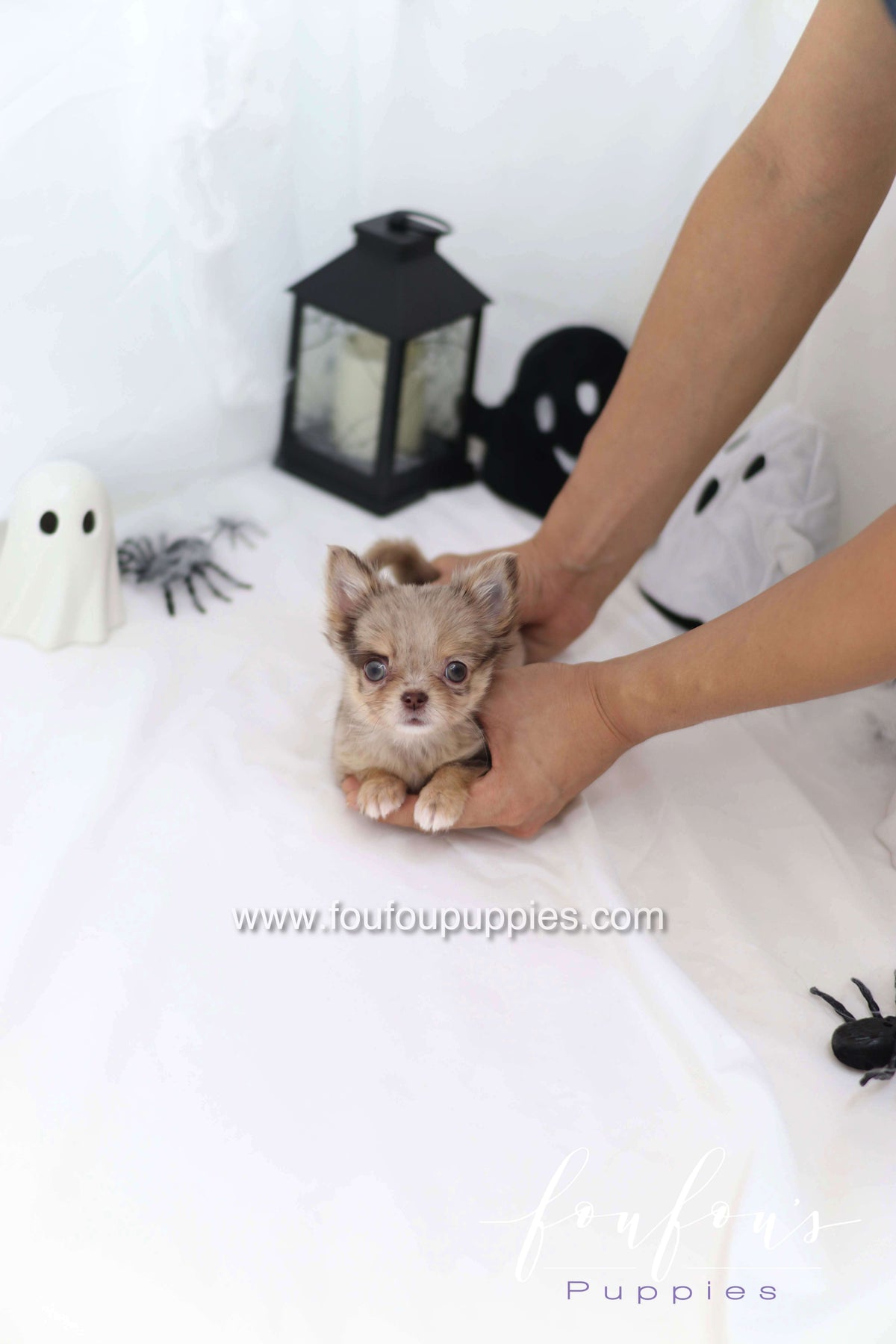 Wednesday - Chihuahua F.