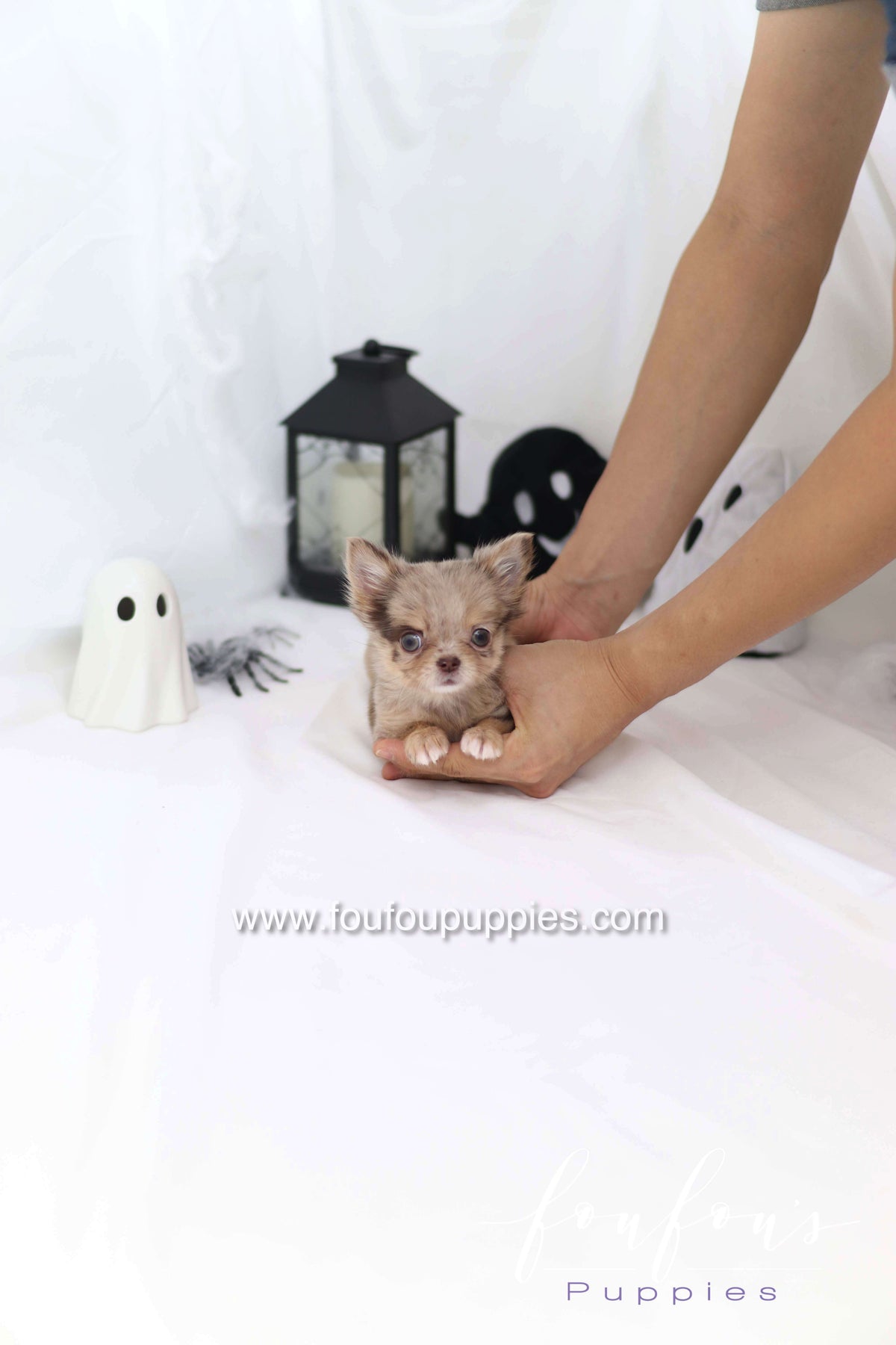 Wednesday - Chihuahua F.