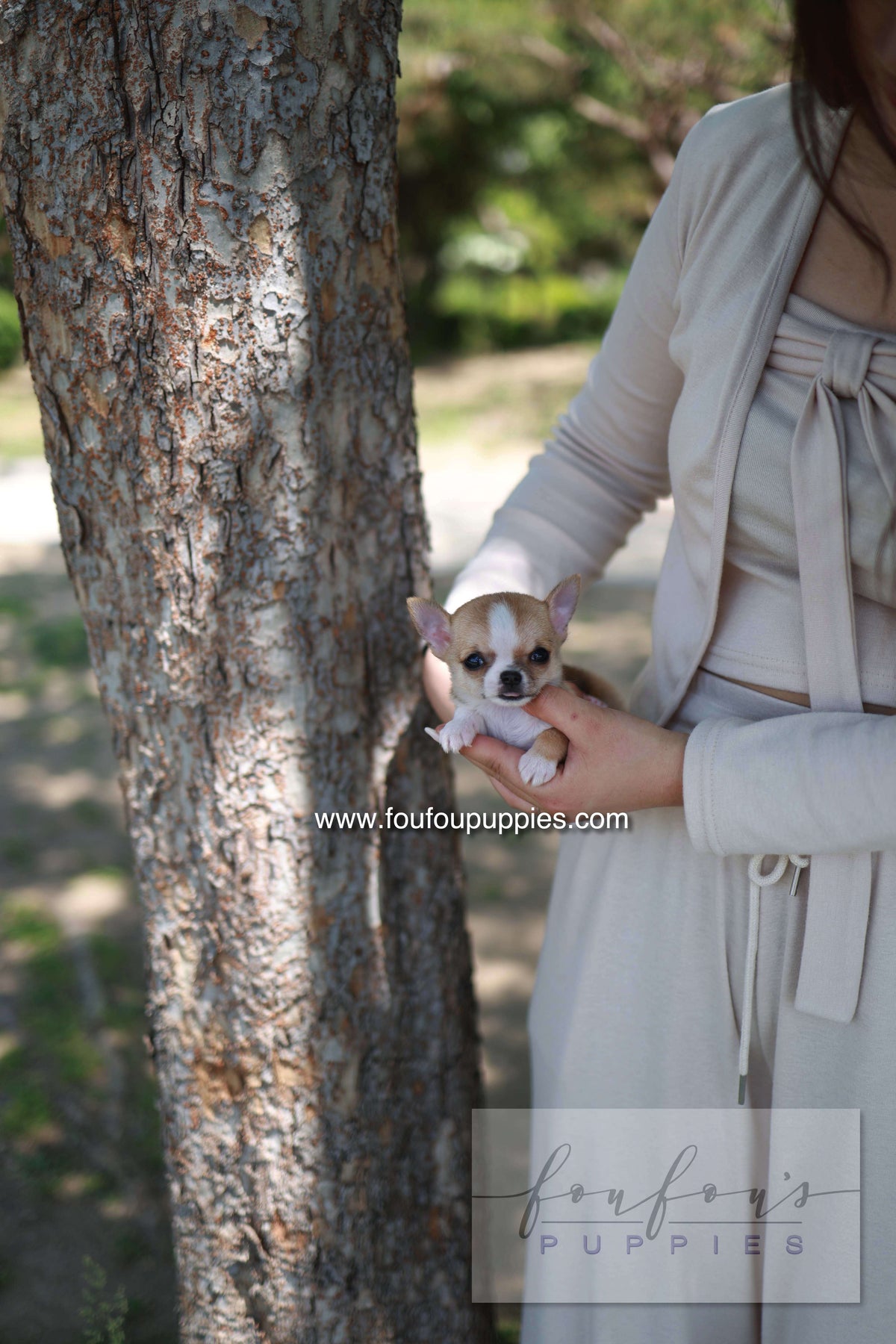 Zazou - Chihuahua M.