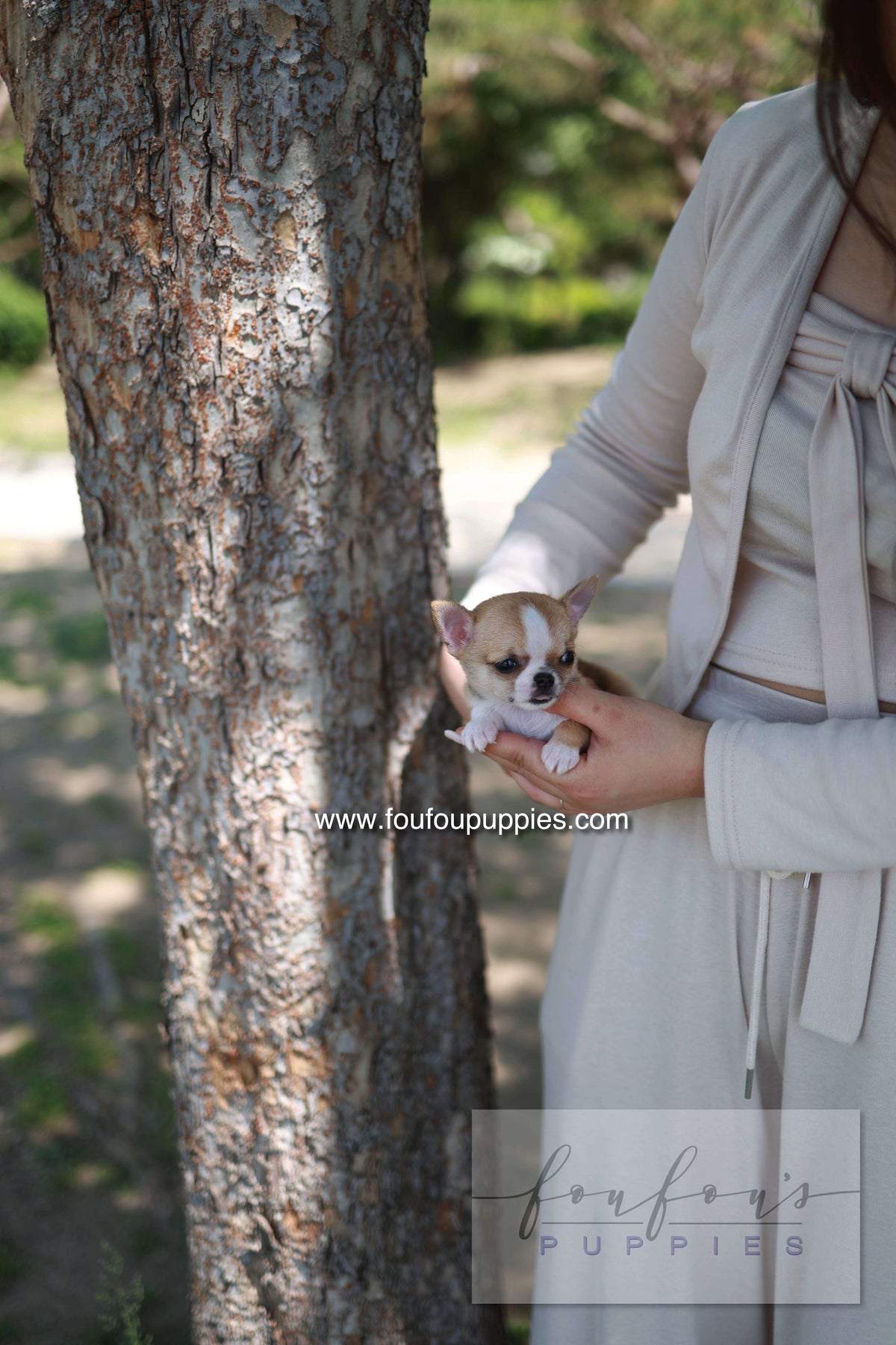Zazou - Chihuahua M.