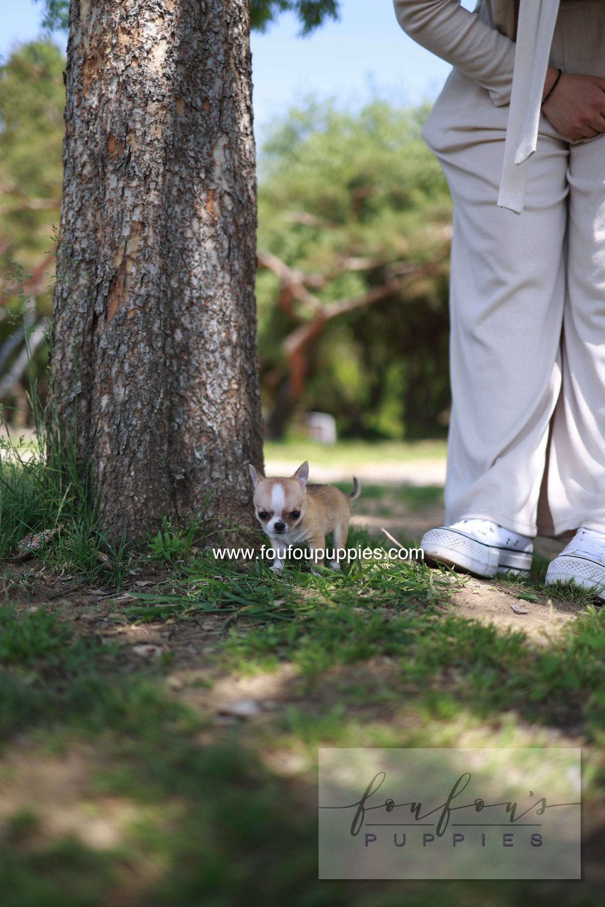 Zazou - Chihuahua M.
