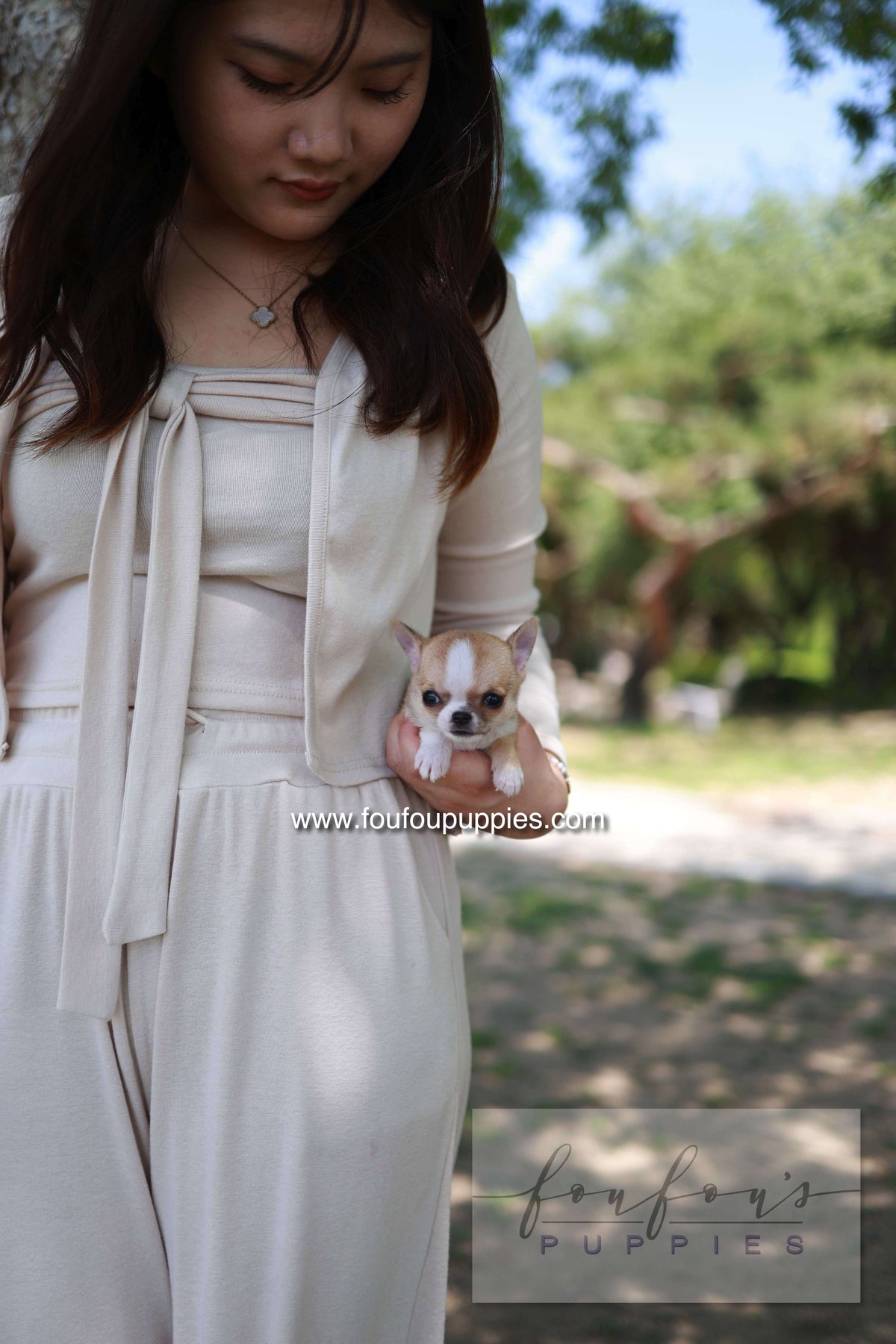 Zazou - Chihuahua M.