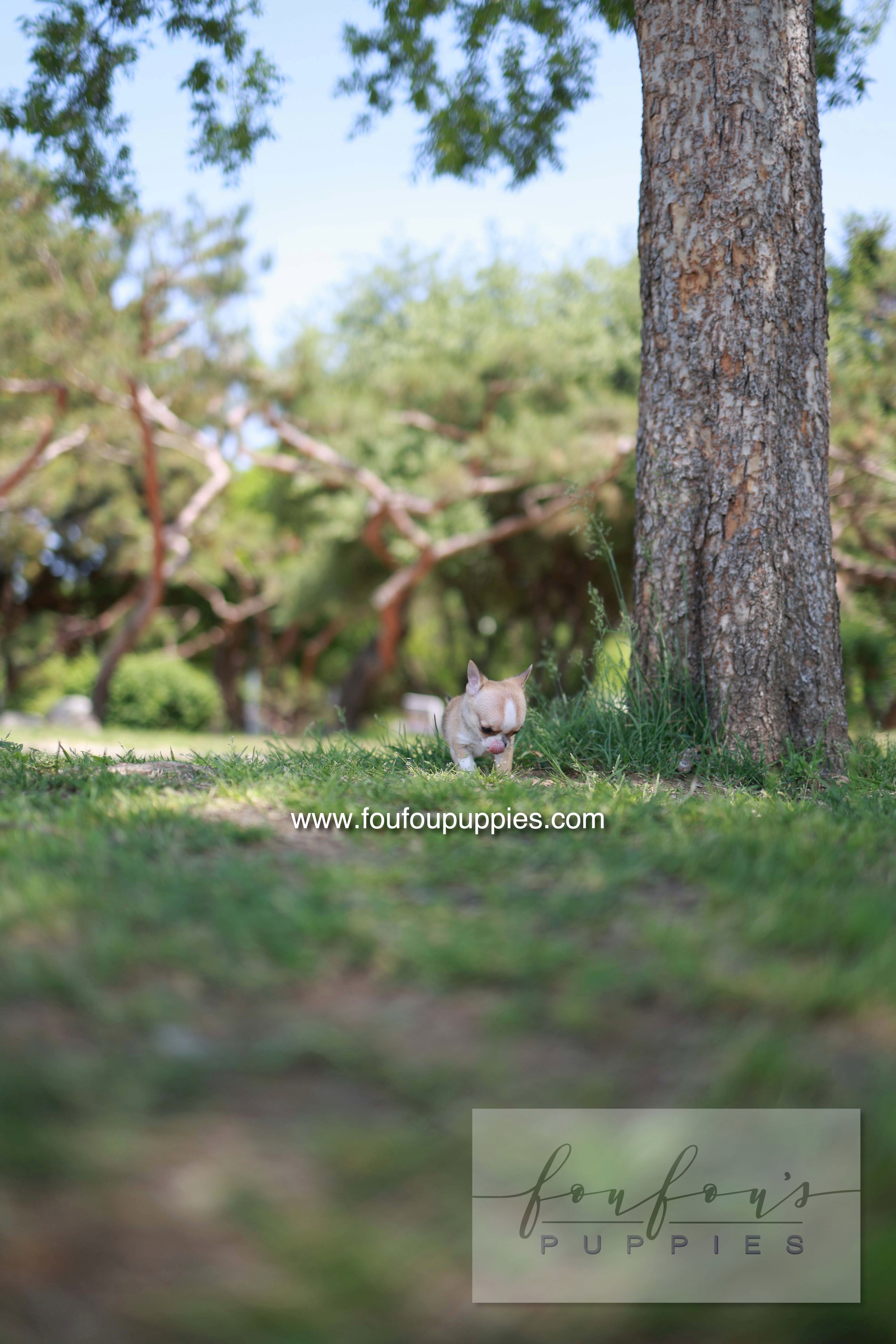 Zazou - Chihuahua M.