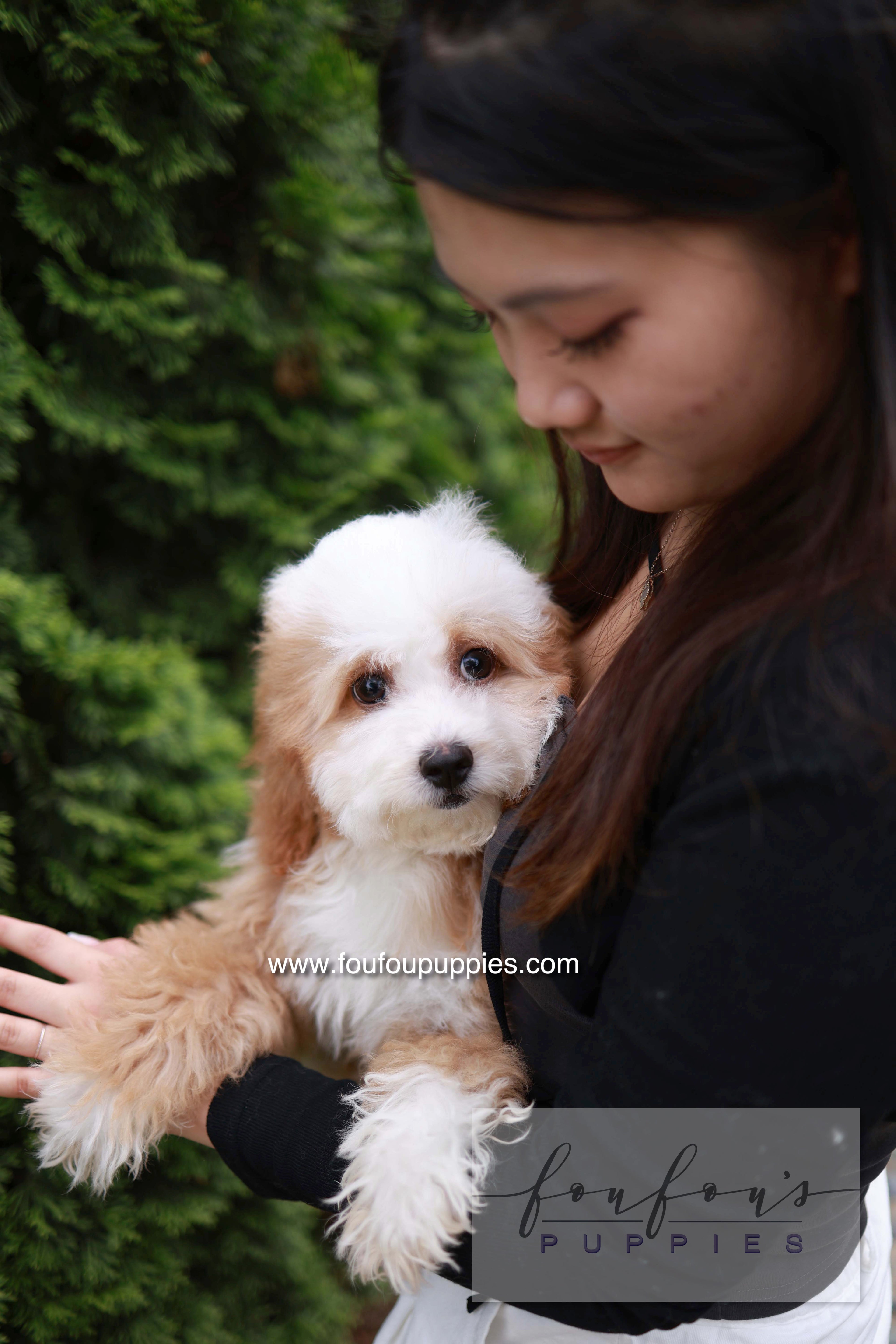 Barney - Golden Doodle M.