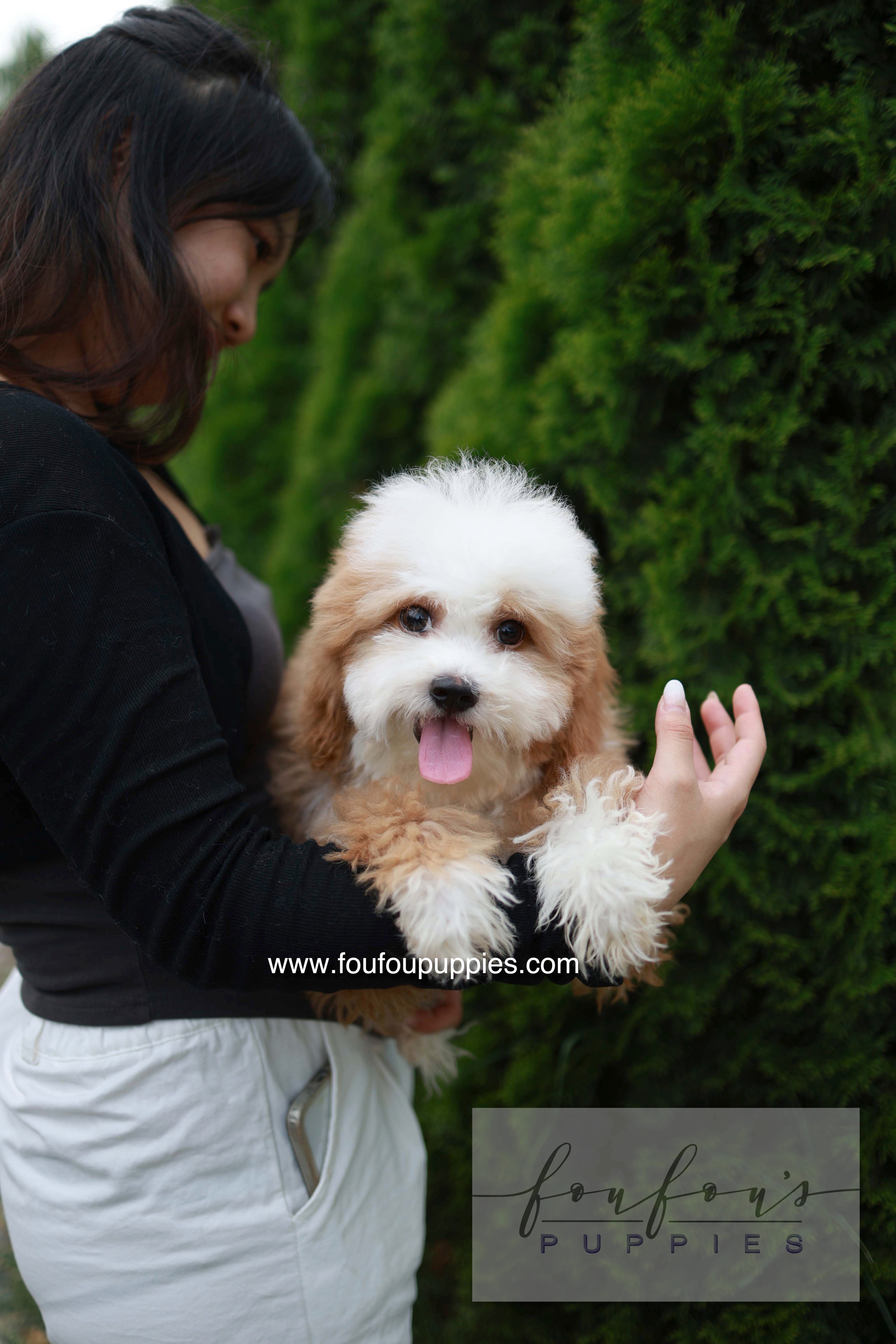 Barney - Golden Doodle M.