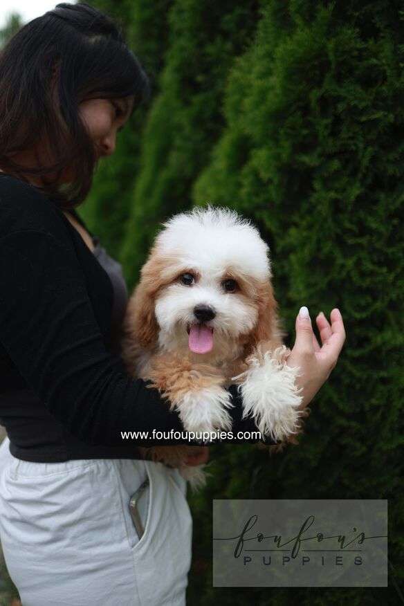 A small fluffy puppy with white and light brown fur is being held by a woman wearing a black top and white pants, with a green hedge in the background. Watermarks for &