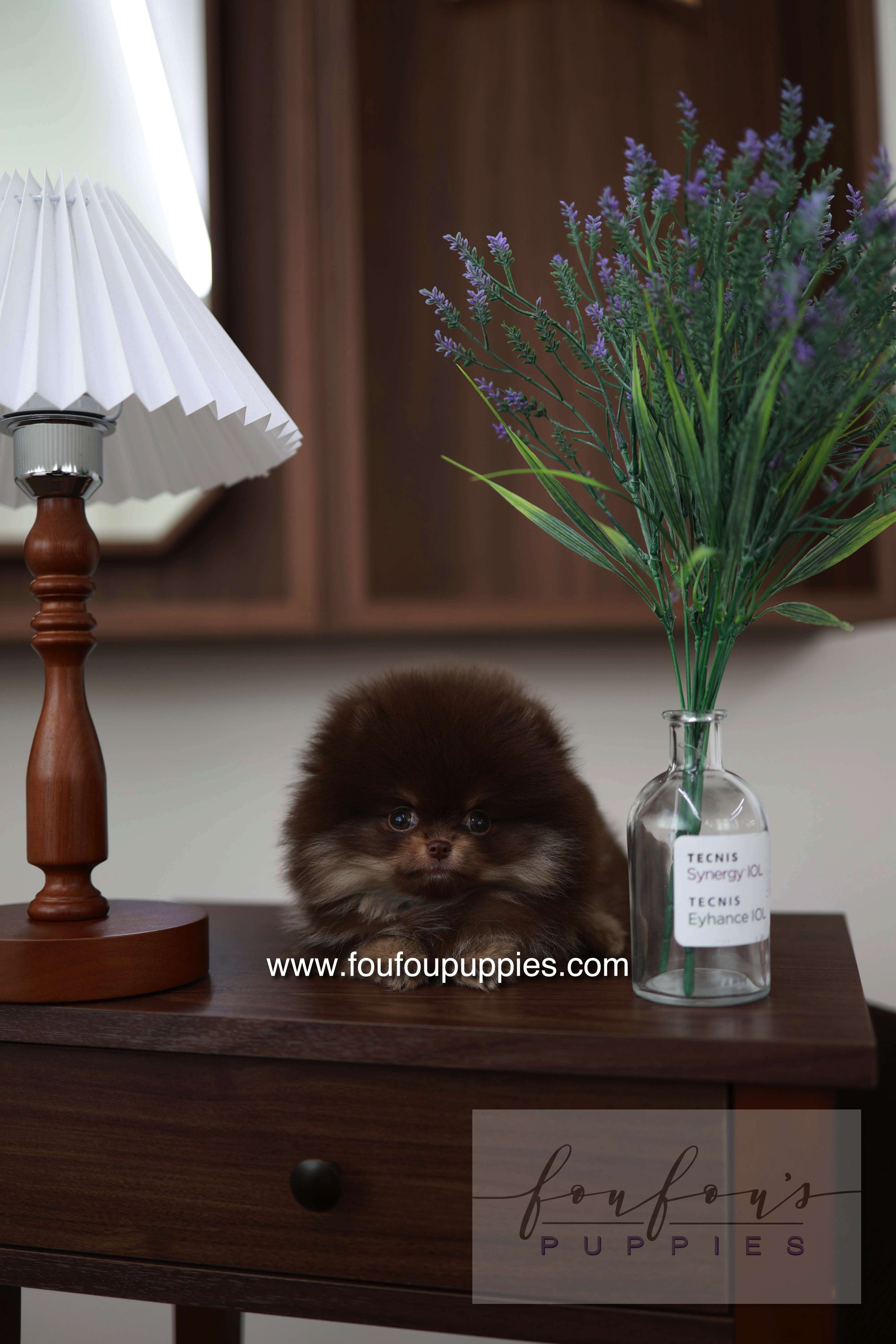 Hershey - Pomeranian M.