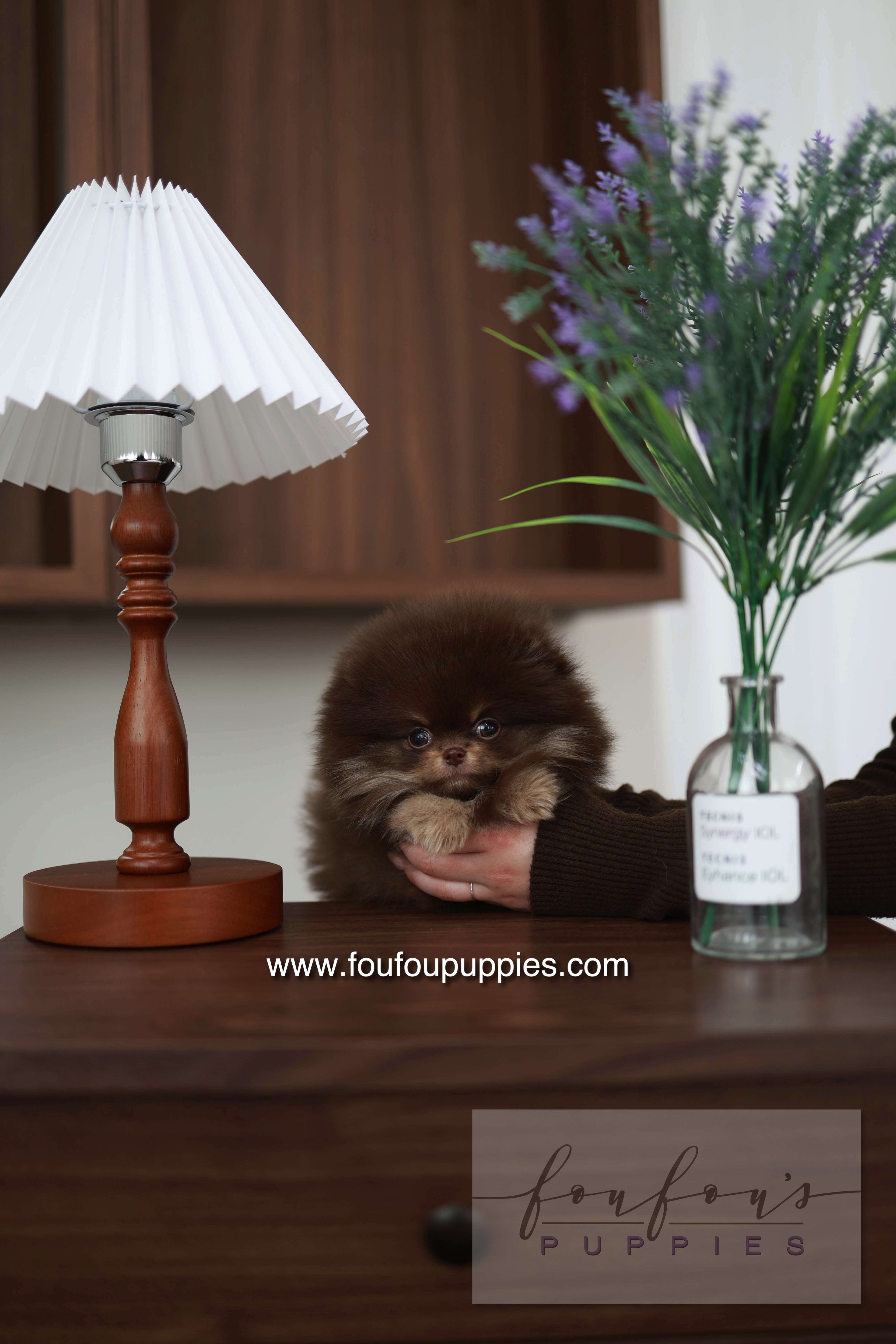 Hershey - Pomeranian M.