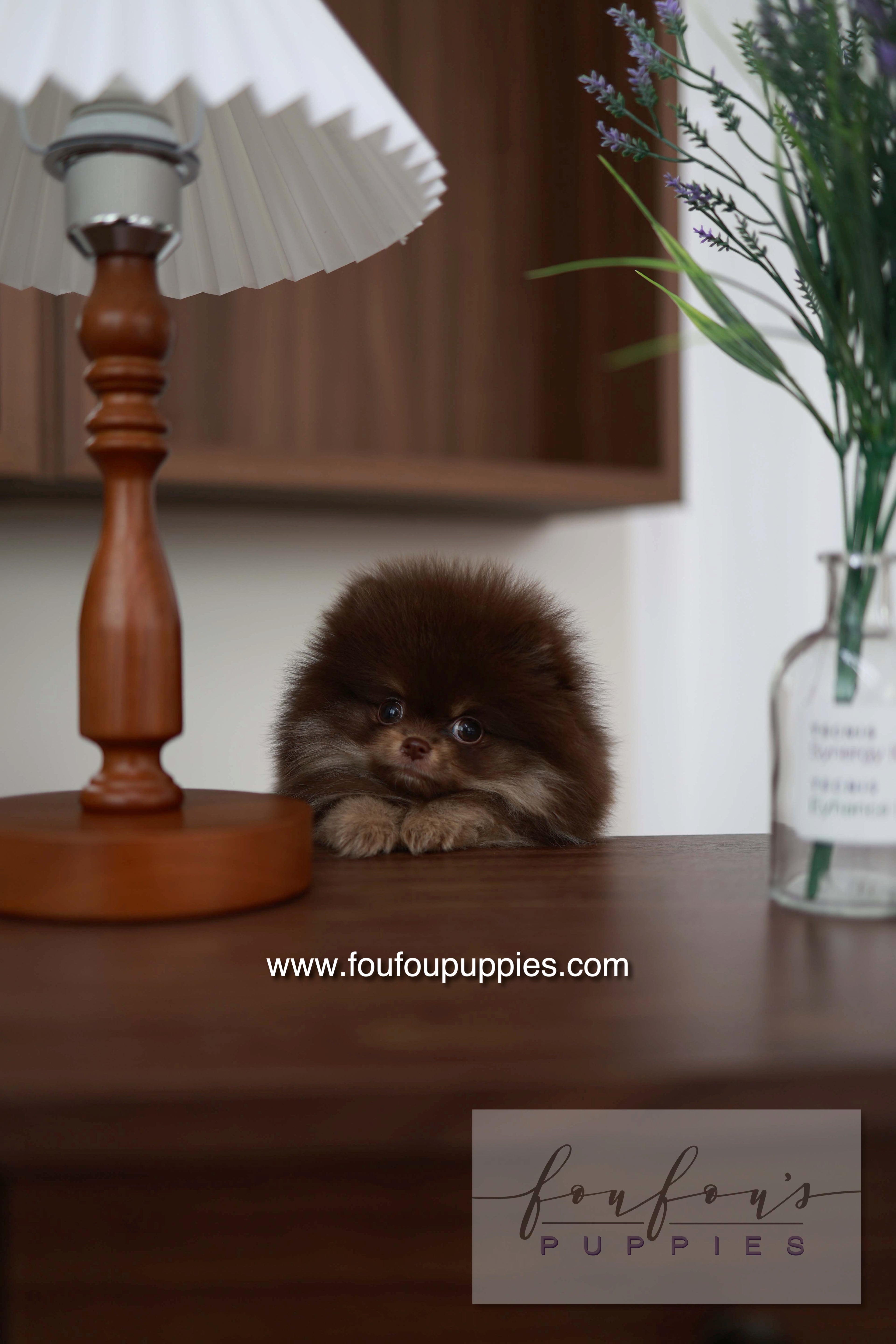 Hershey - Pomeranian M.