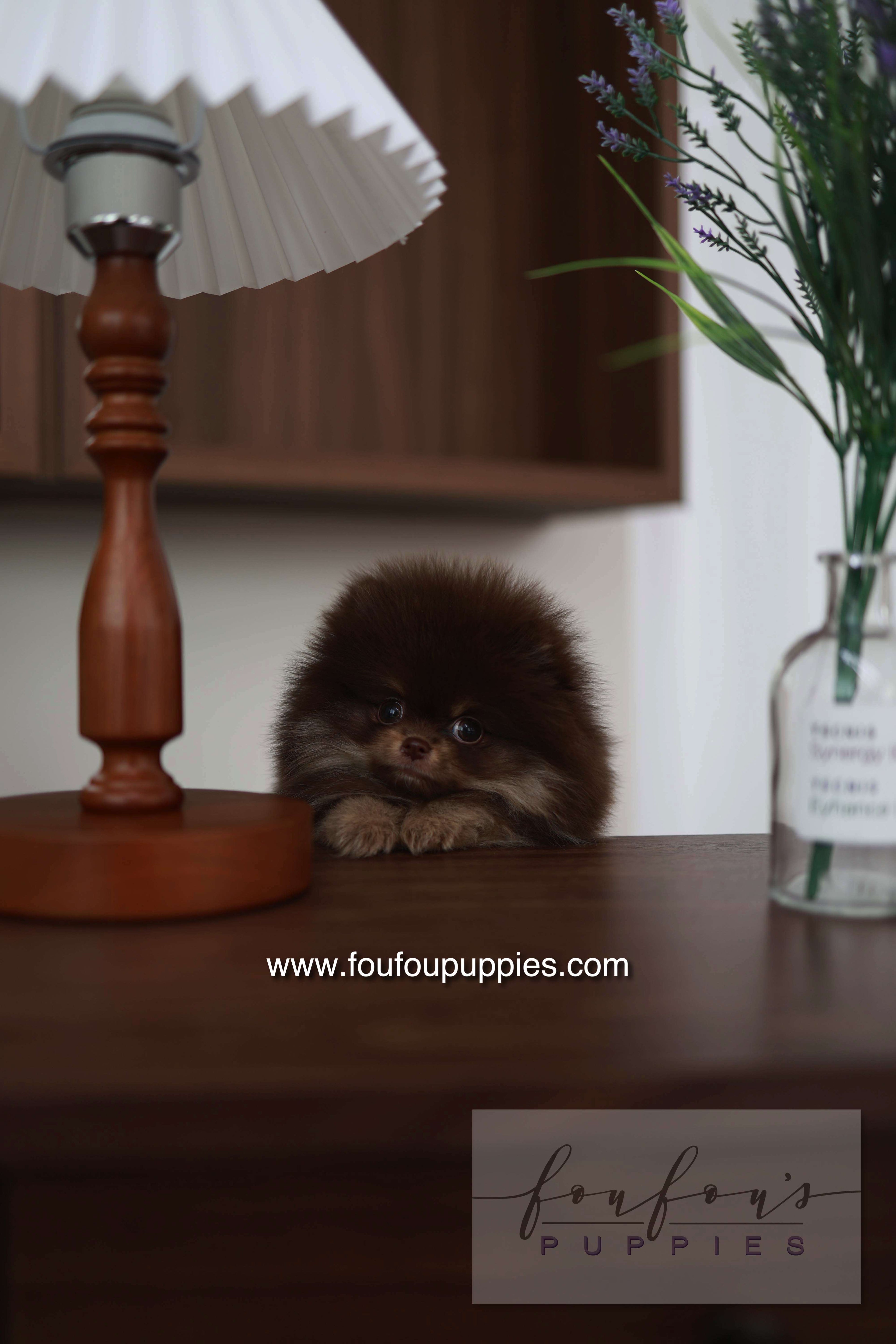 Hershey - Pomeranian M.