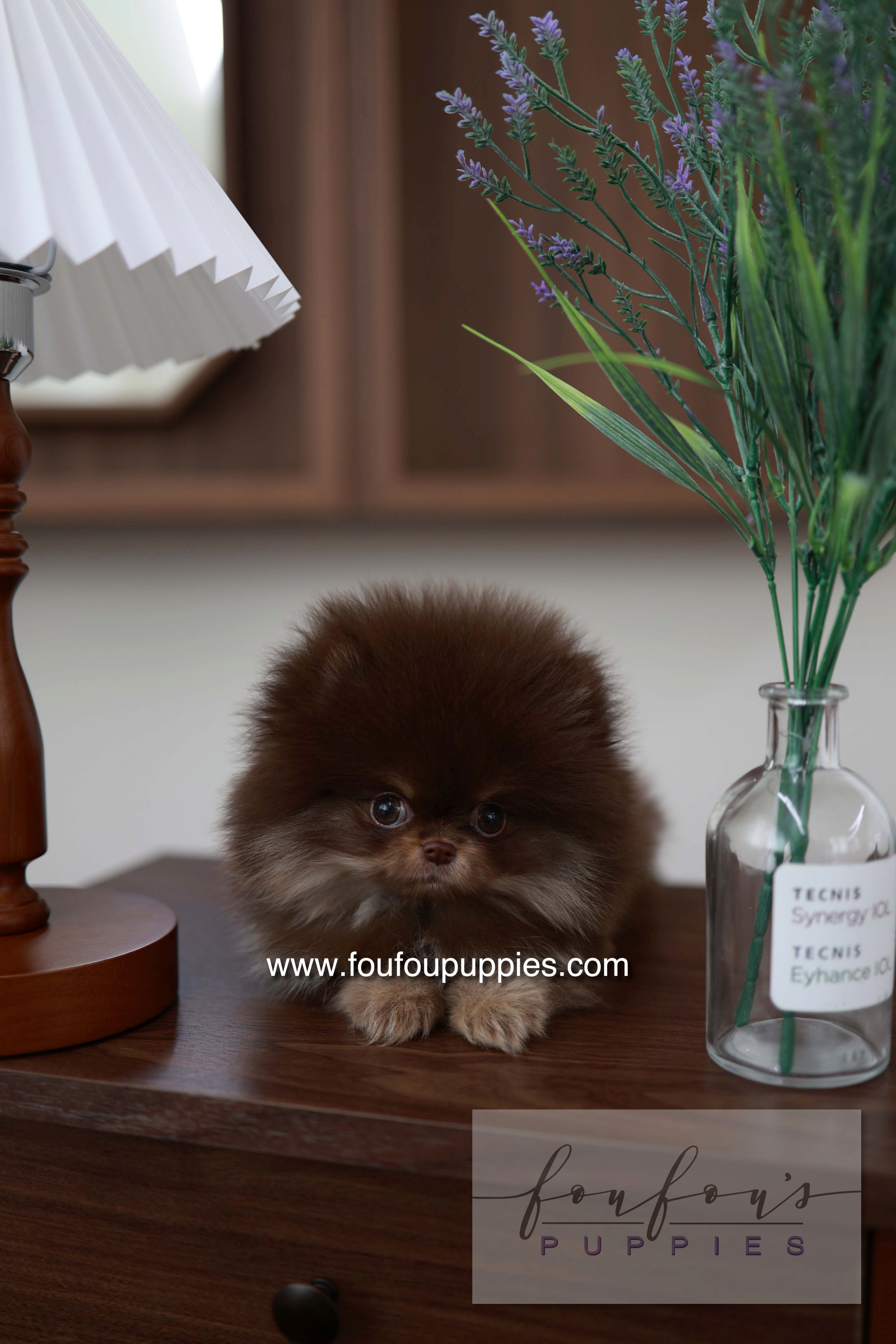 Hershey - Pomeranian M.