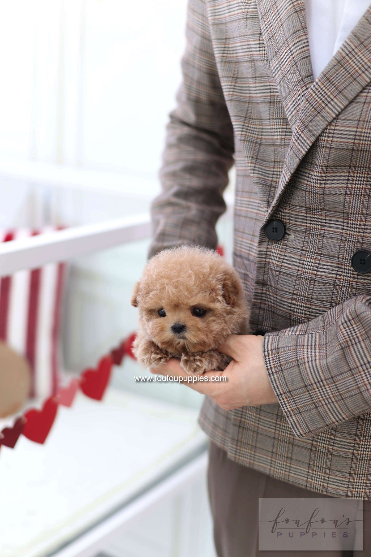 Lioré - Poodle F.