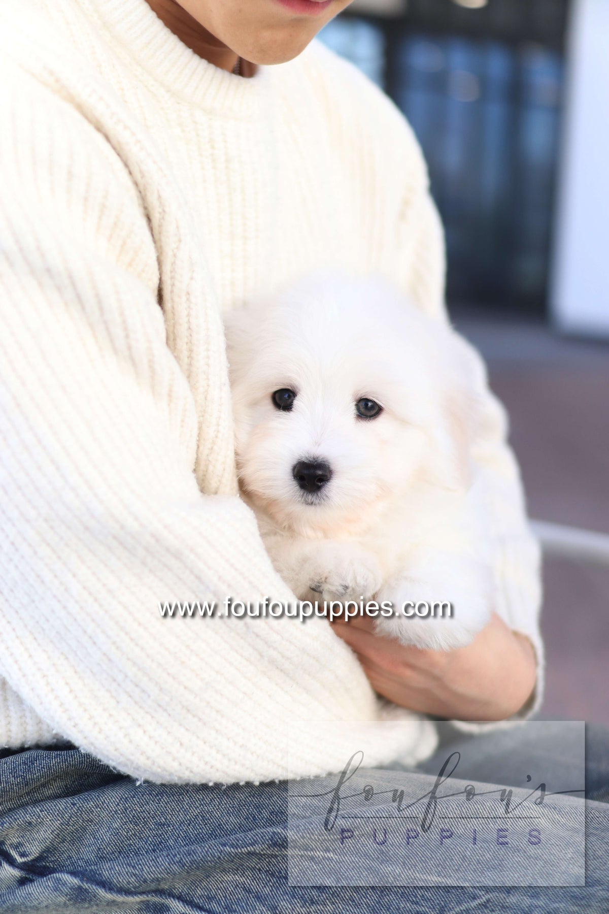Ruben - Cotton de Tulear M.