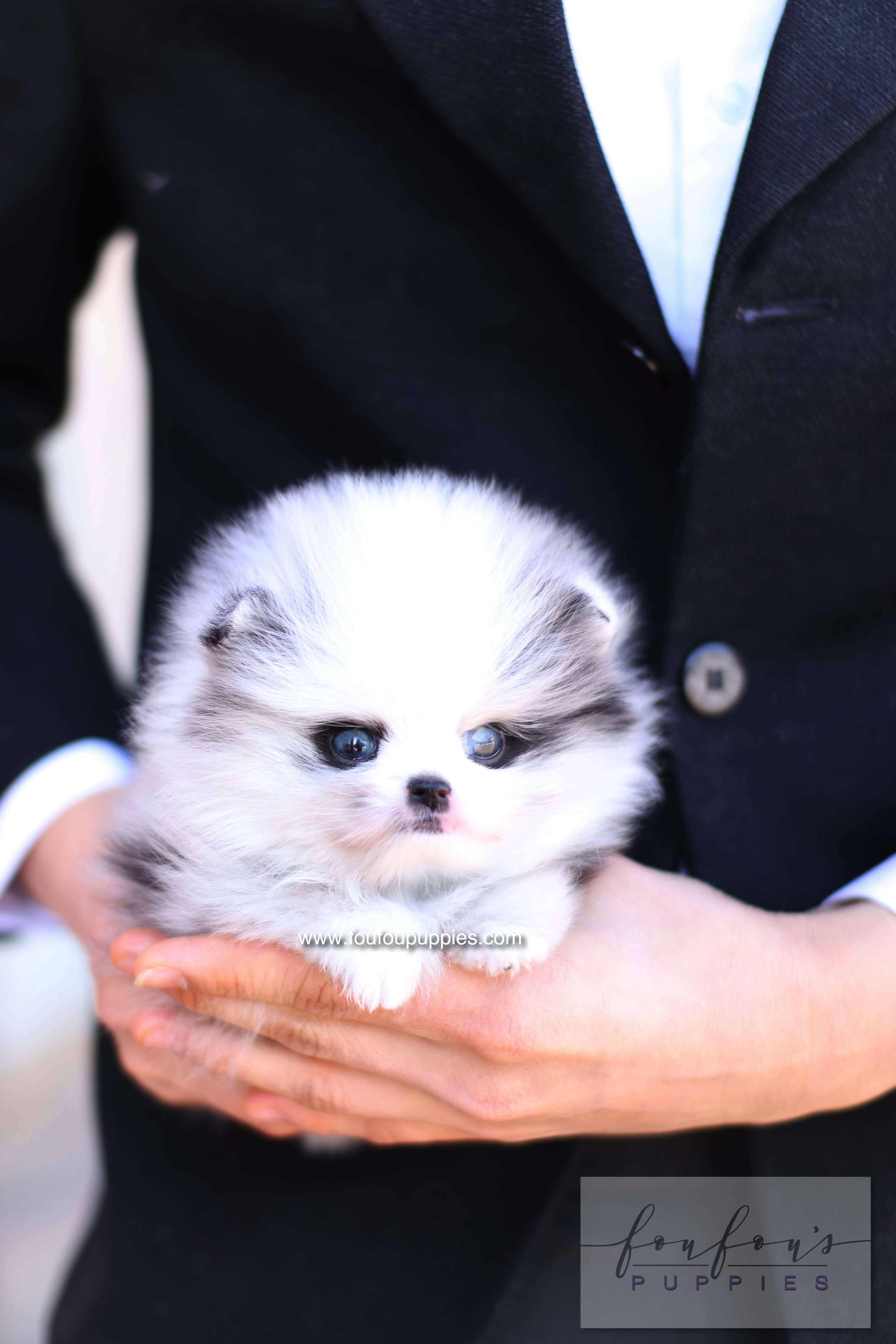 Nyx - Pomeranian M.