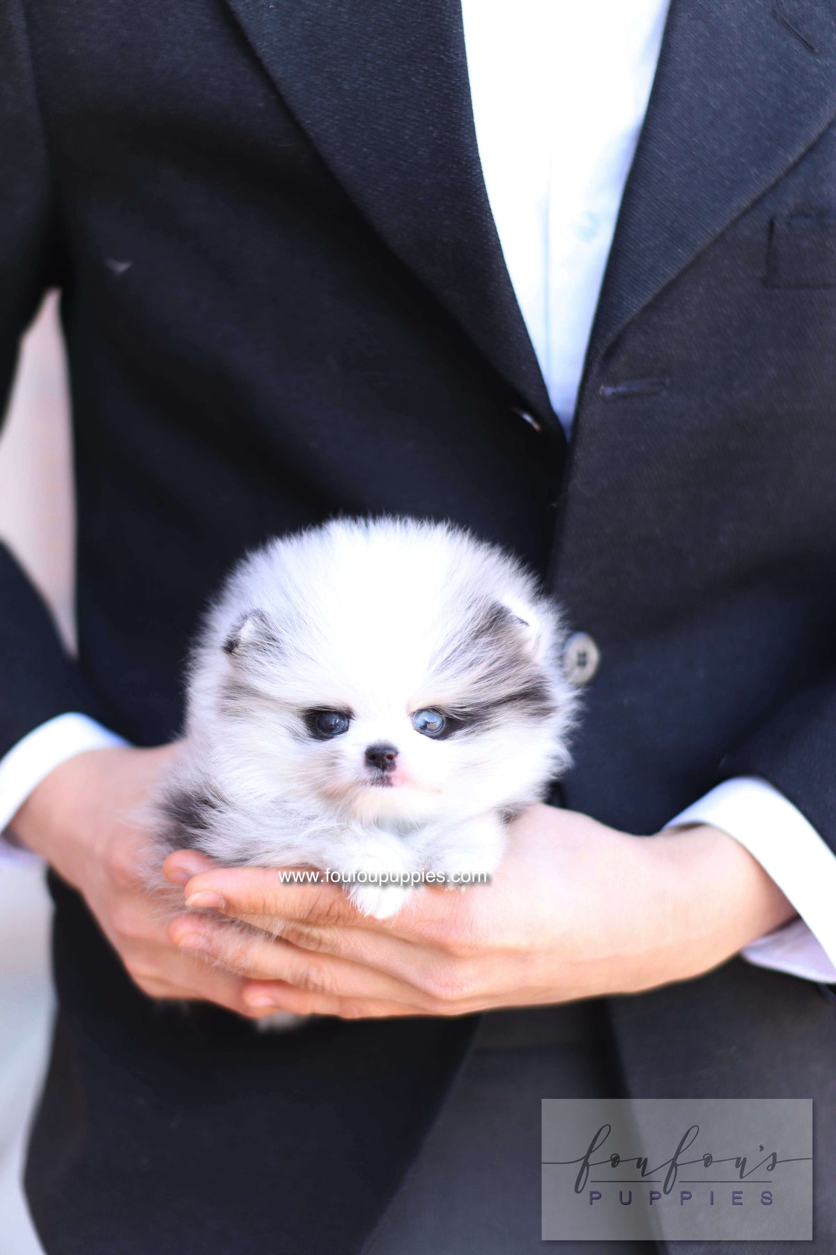 Nyx - Pomeranian M.