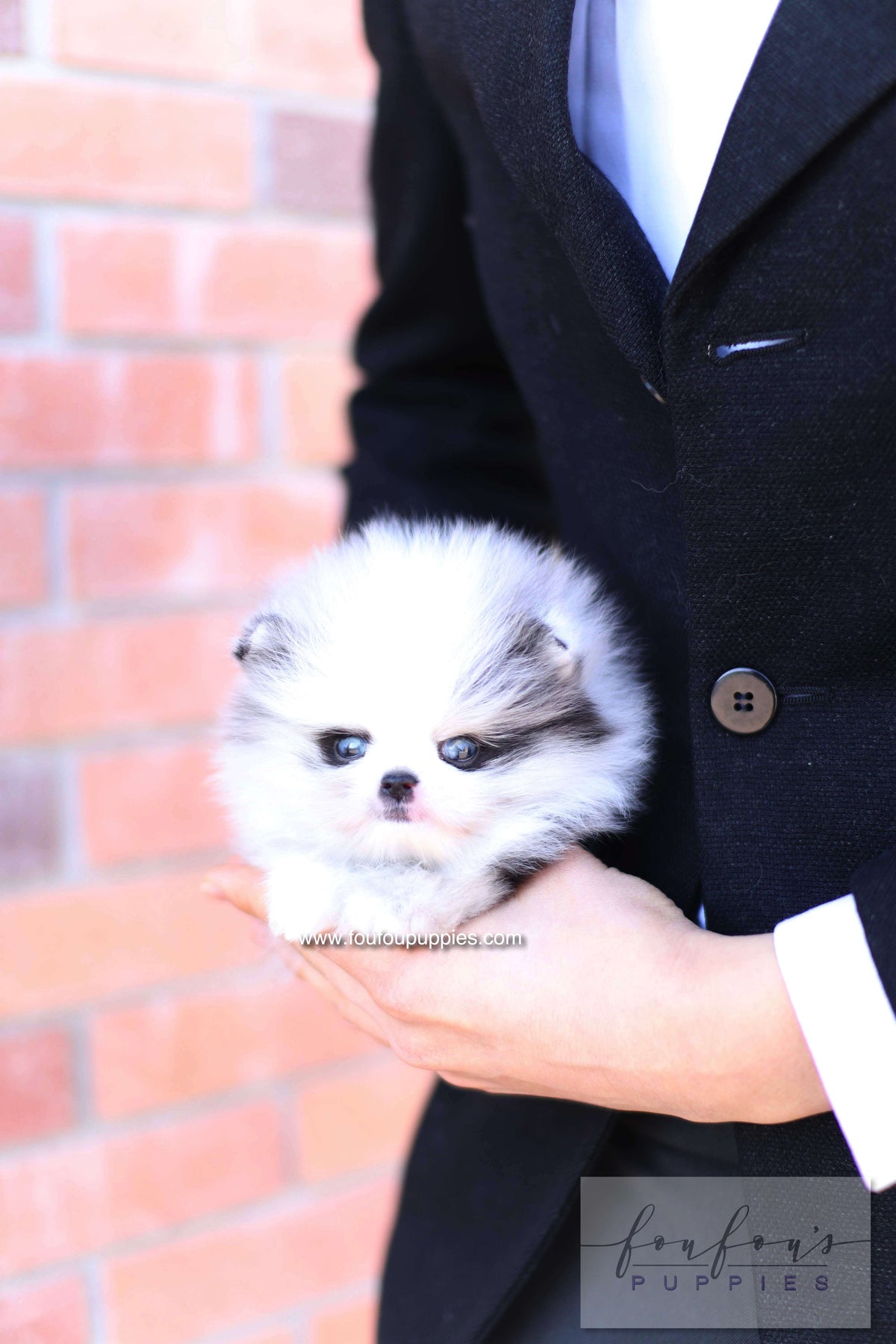 Nyx - Pomeranian M.