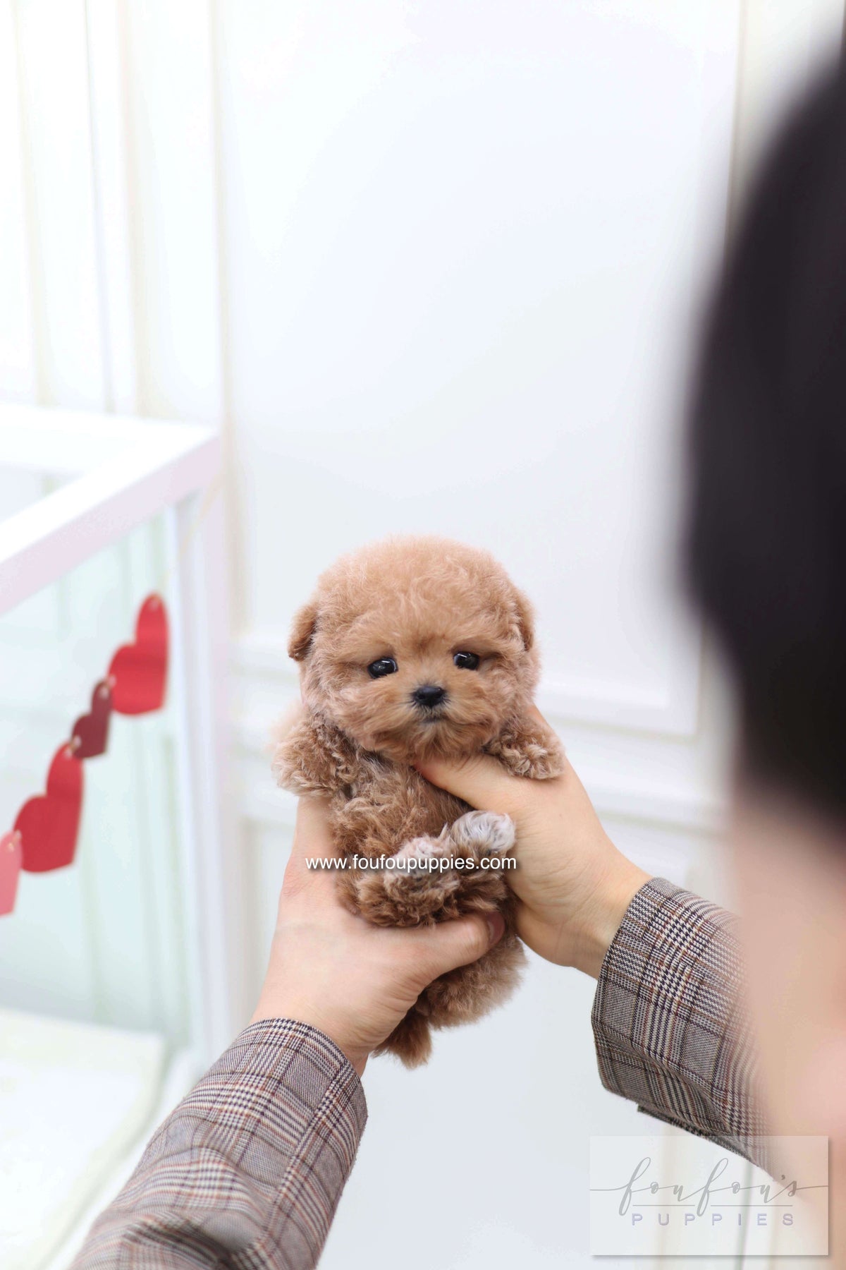 Lioré - Poodle F.