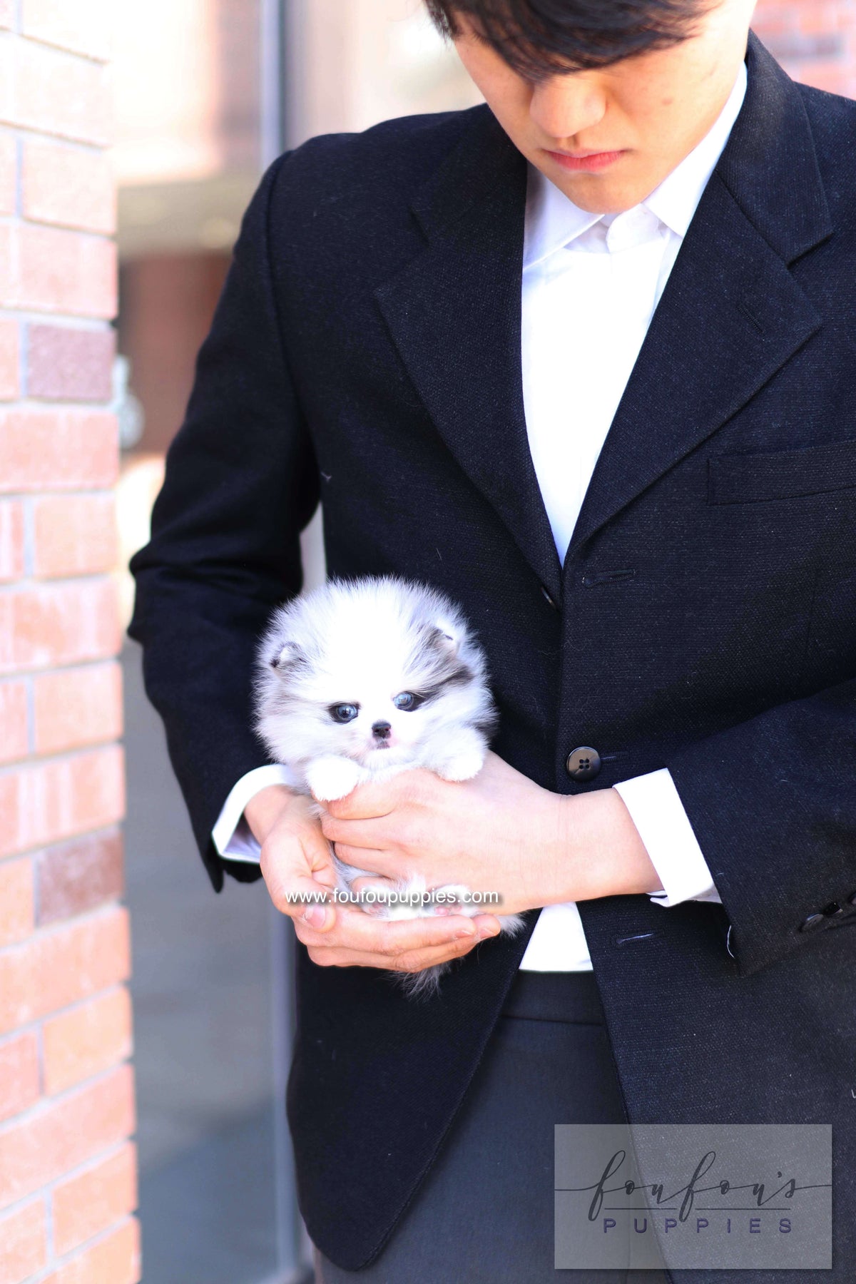 Nyx - Pomeranian M.