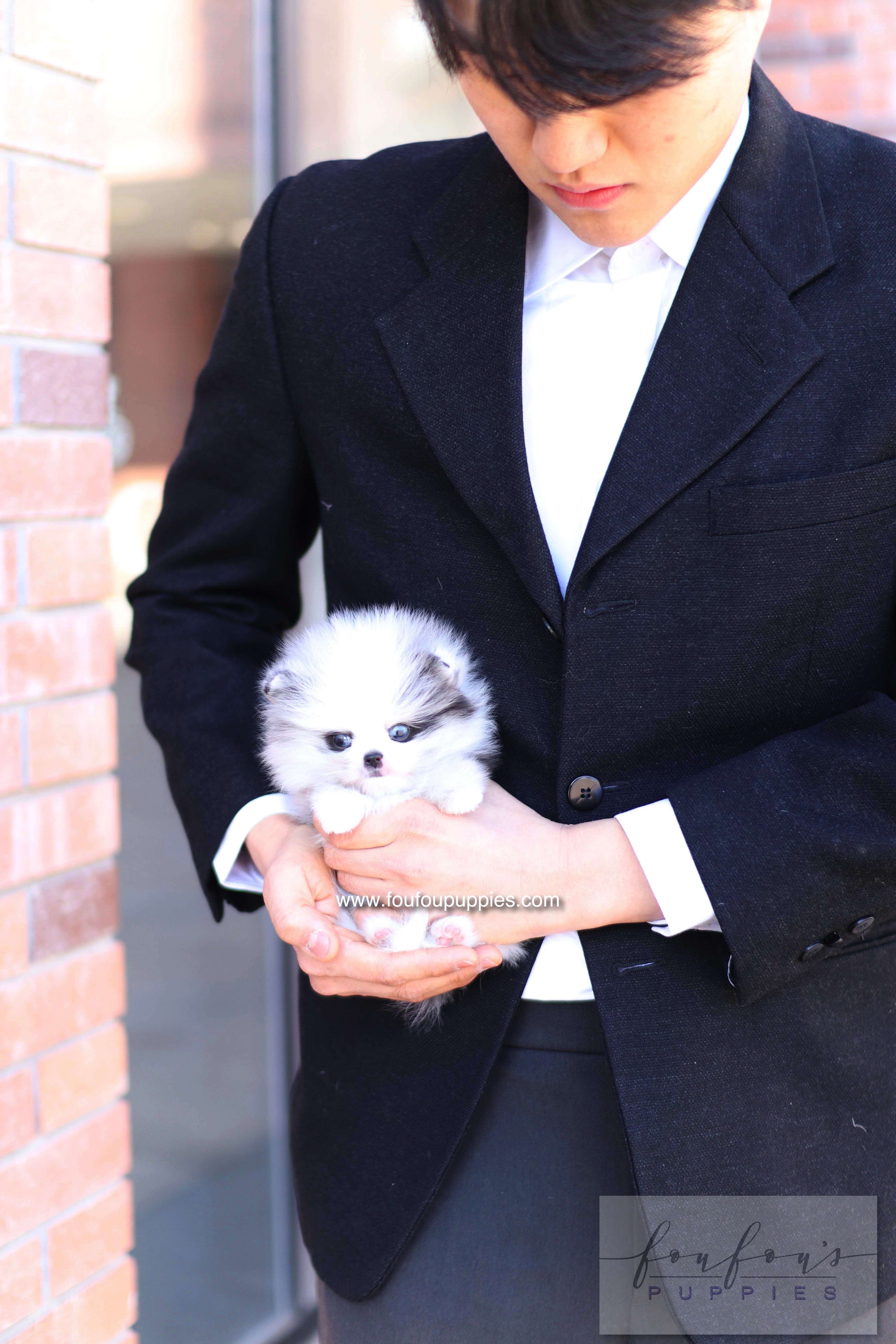 Nyx - Pomeranian M.