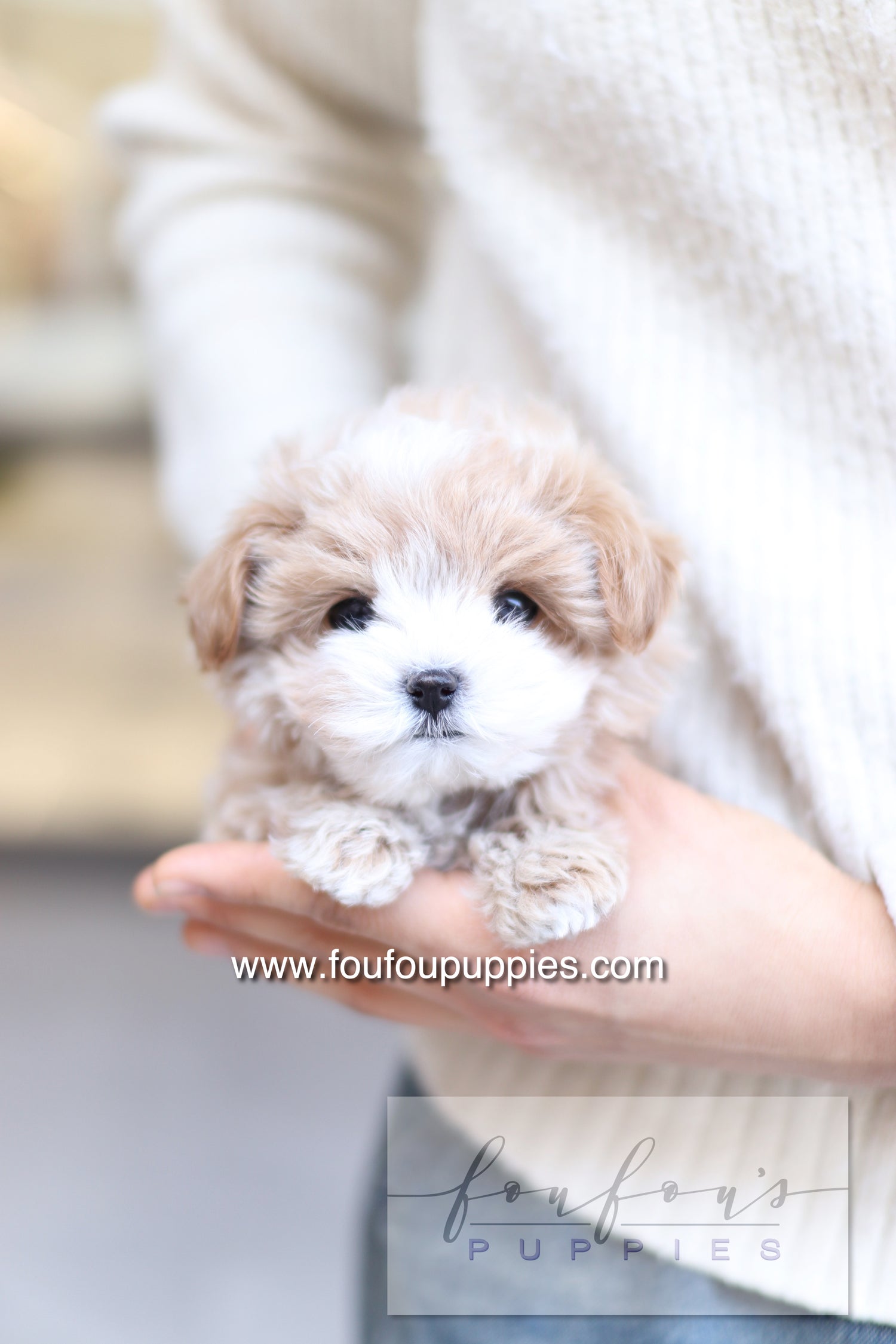 PePe - Maltipoo M.