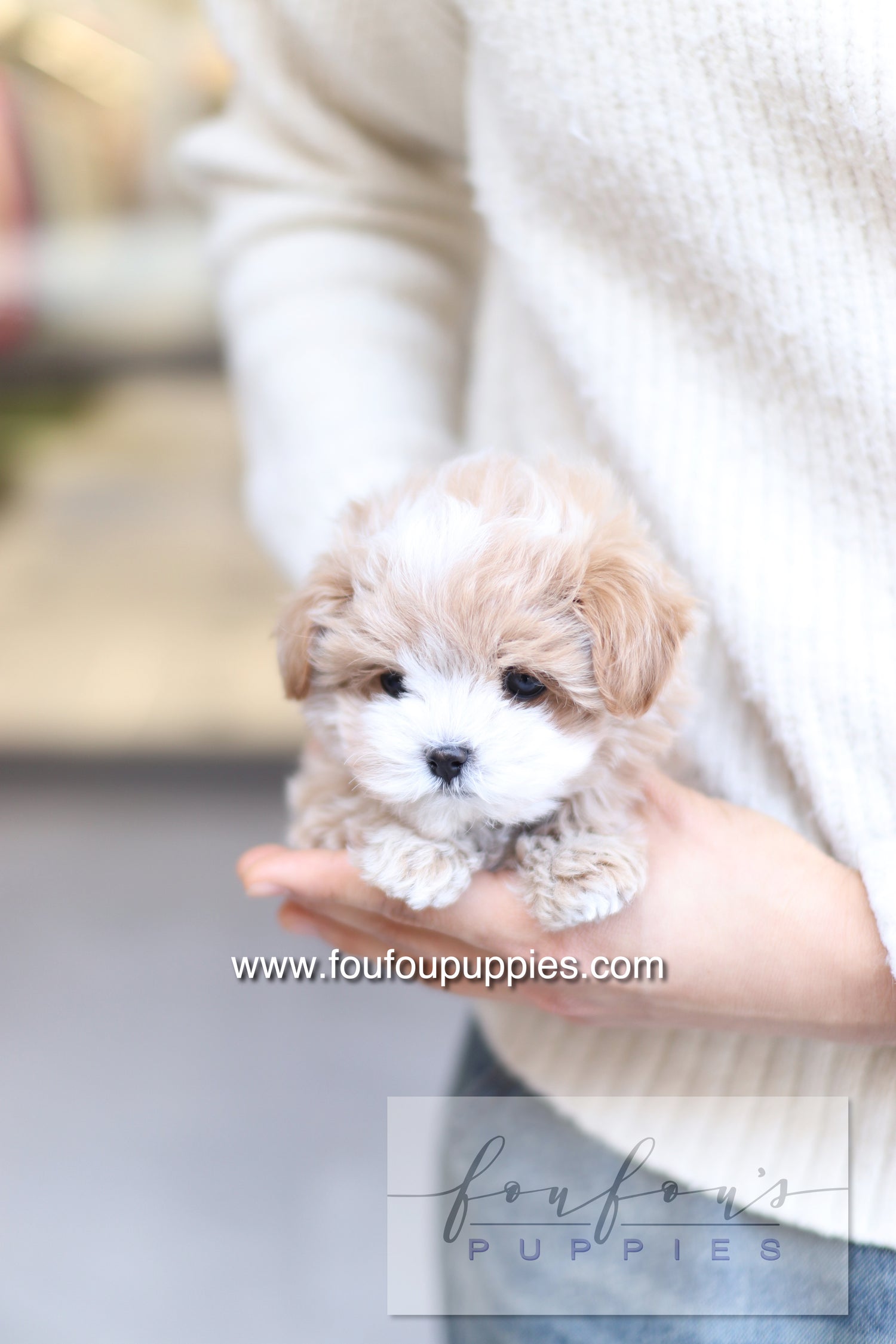 PePe - Maltipoo M.