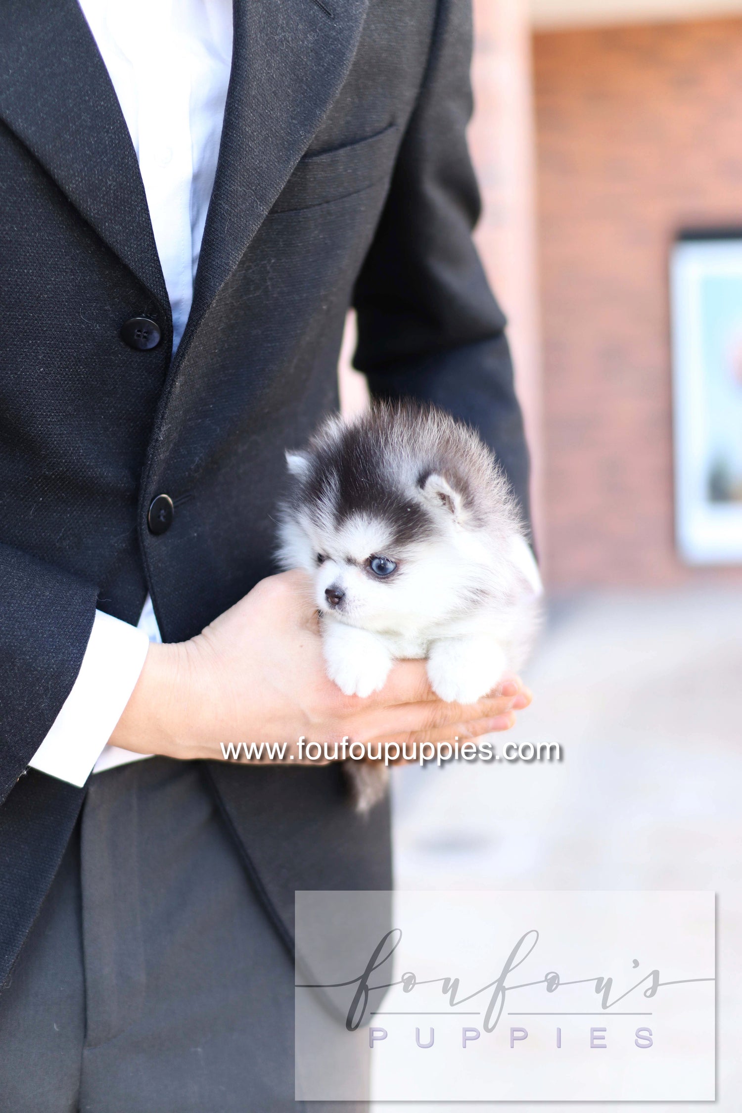 Bisou - Pomsky F.