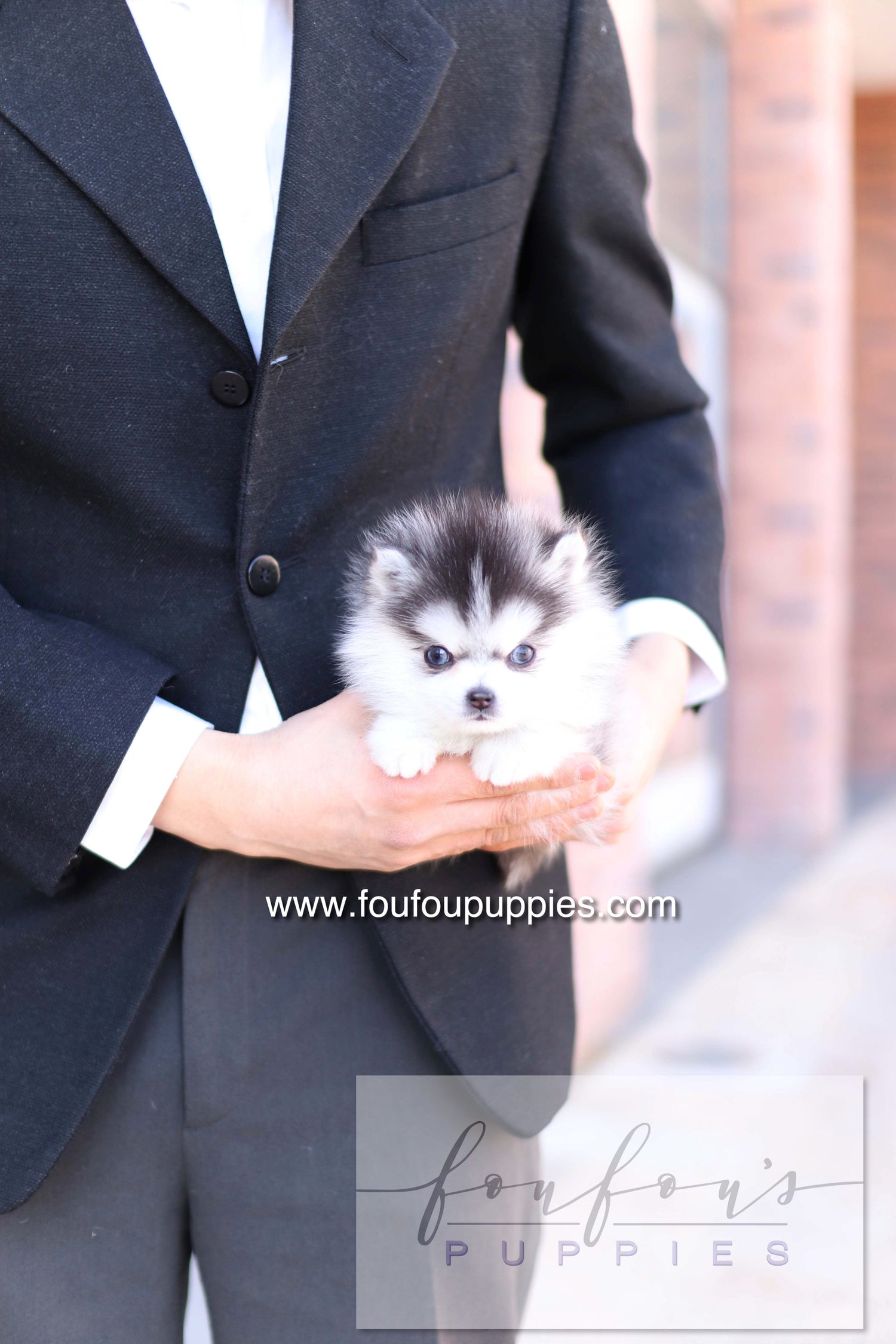 Bisou - Pomsky F.