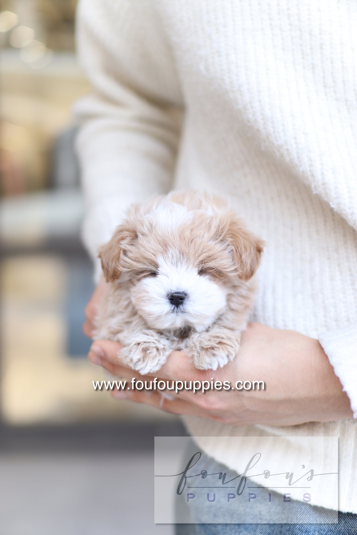 PePe - Maltipoo M.